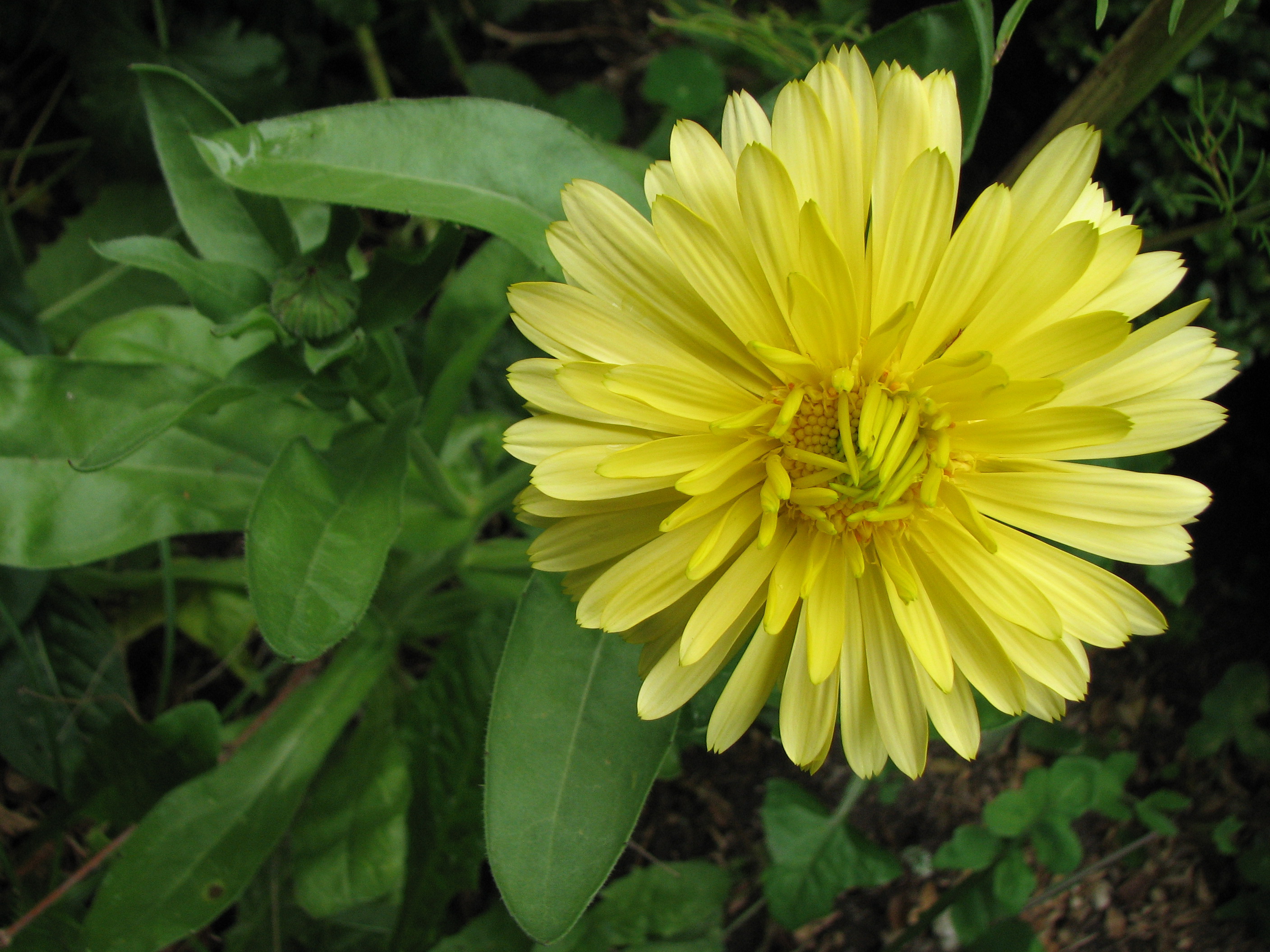 Ringelblume