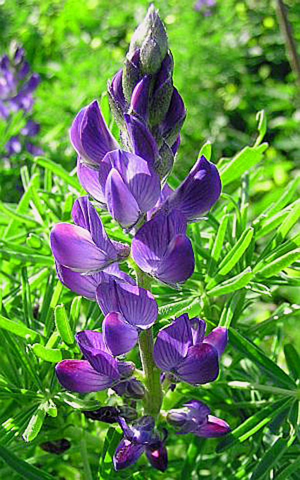 Süßlupinen