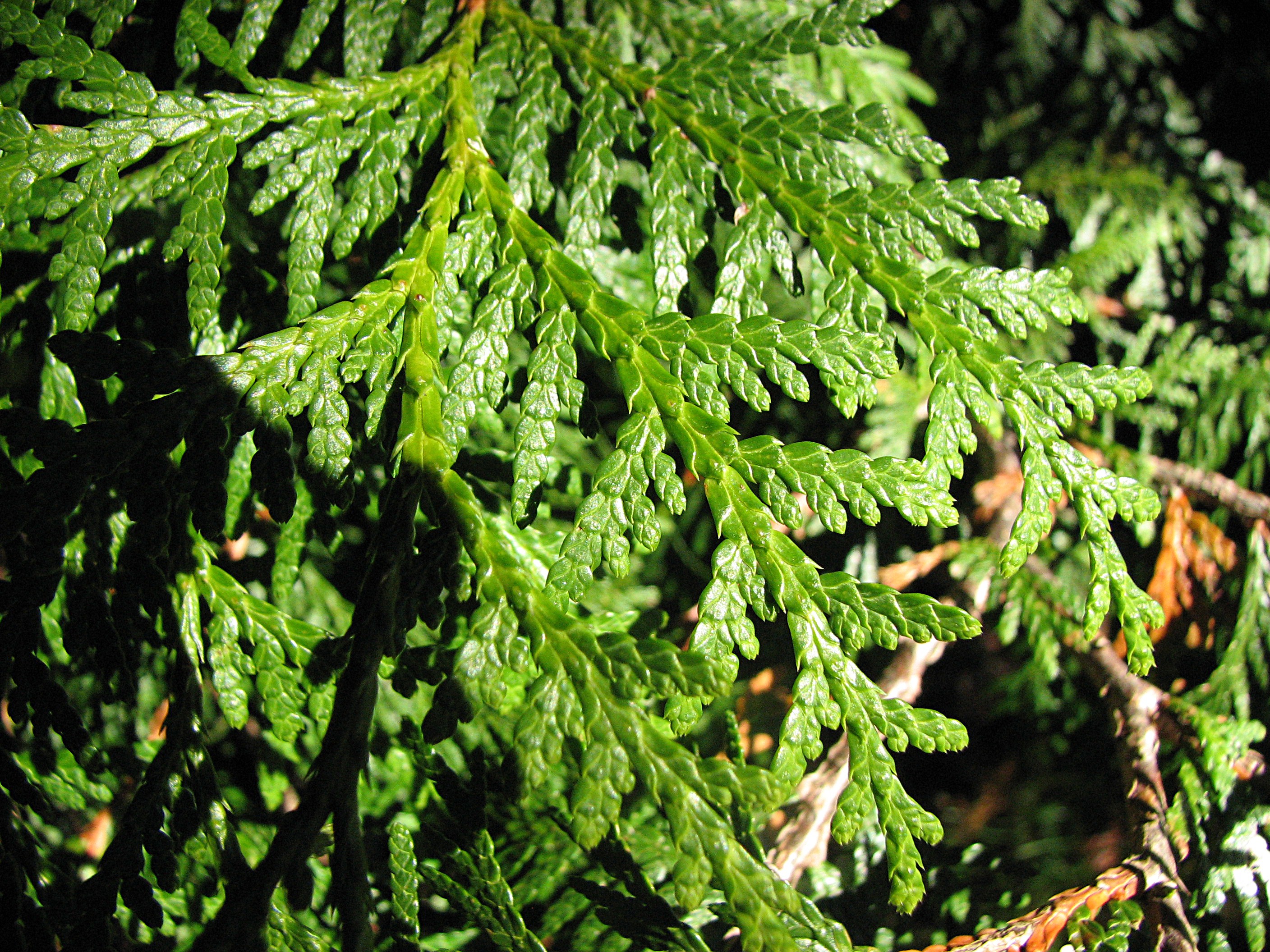 Gewöhnliche Thuja