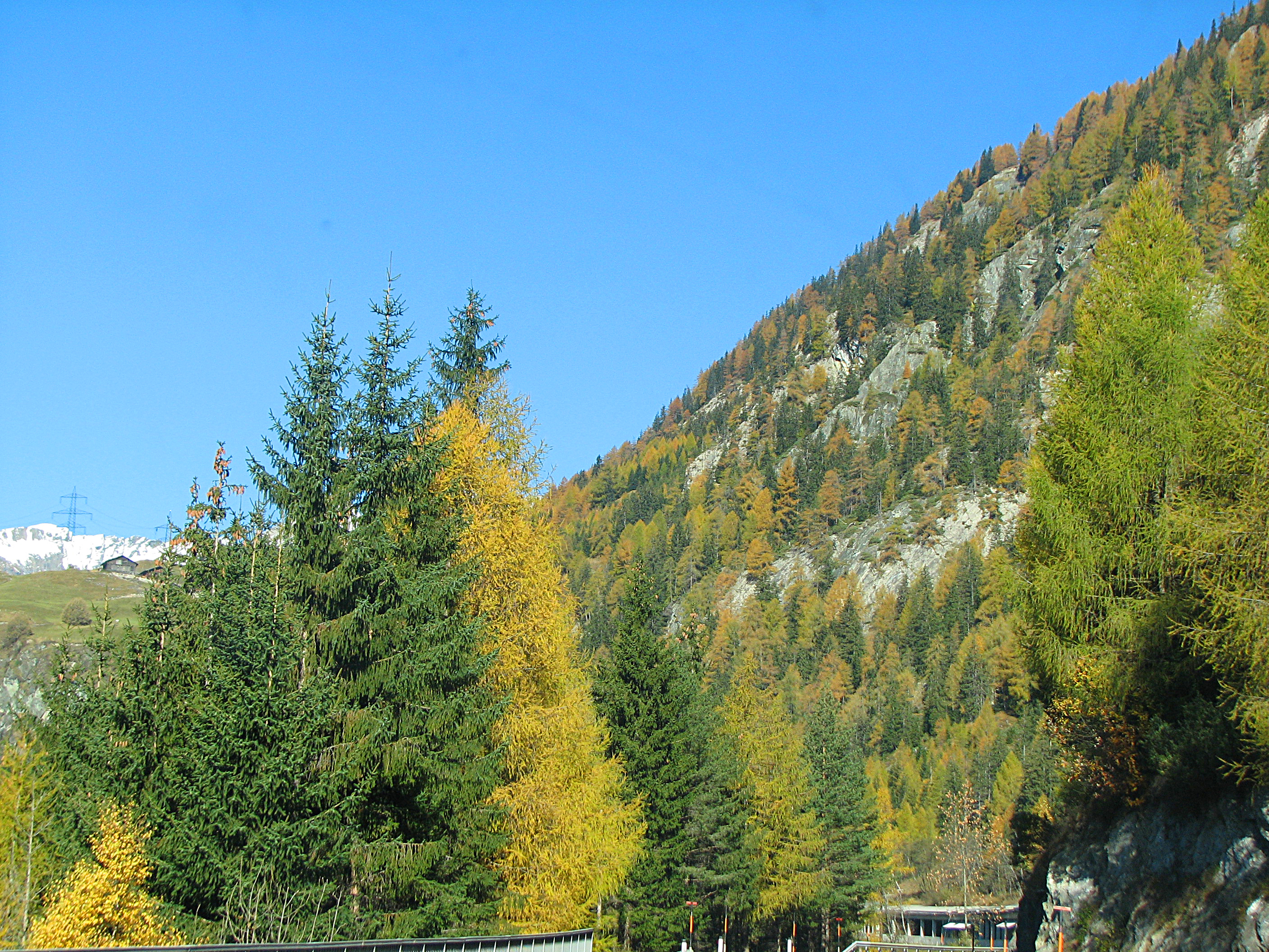 Europäische Lärche