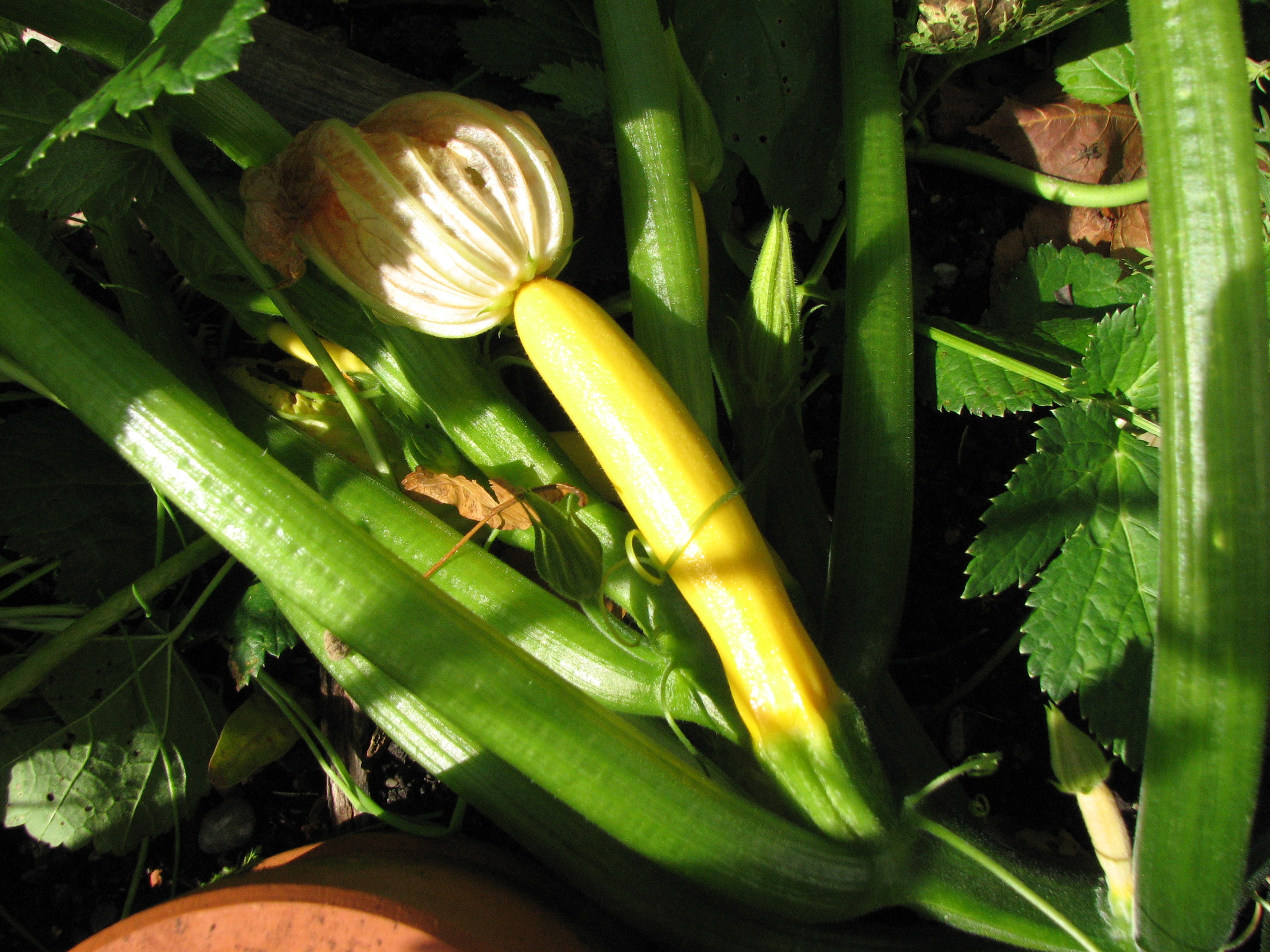 Zucchini
