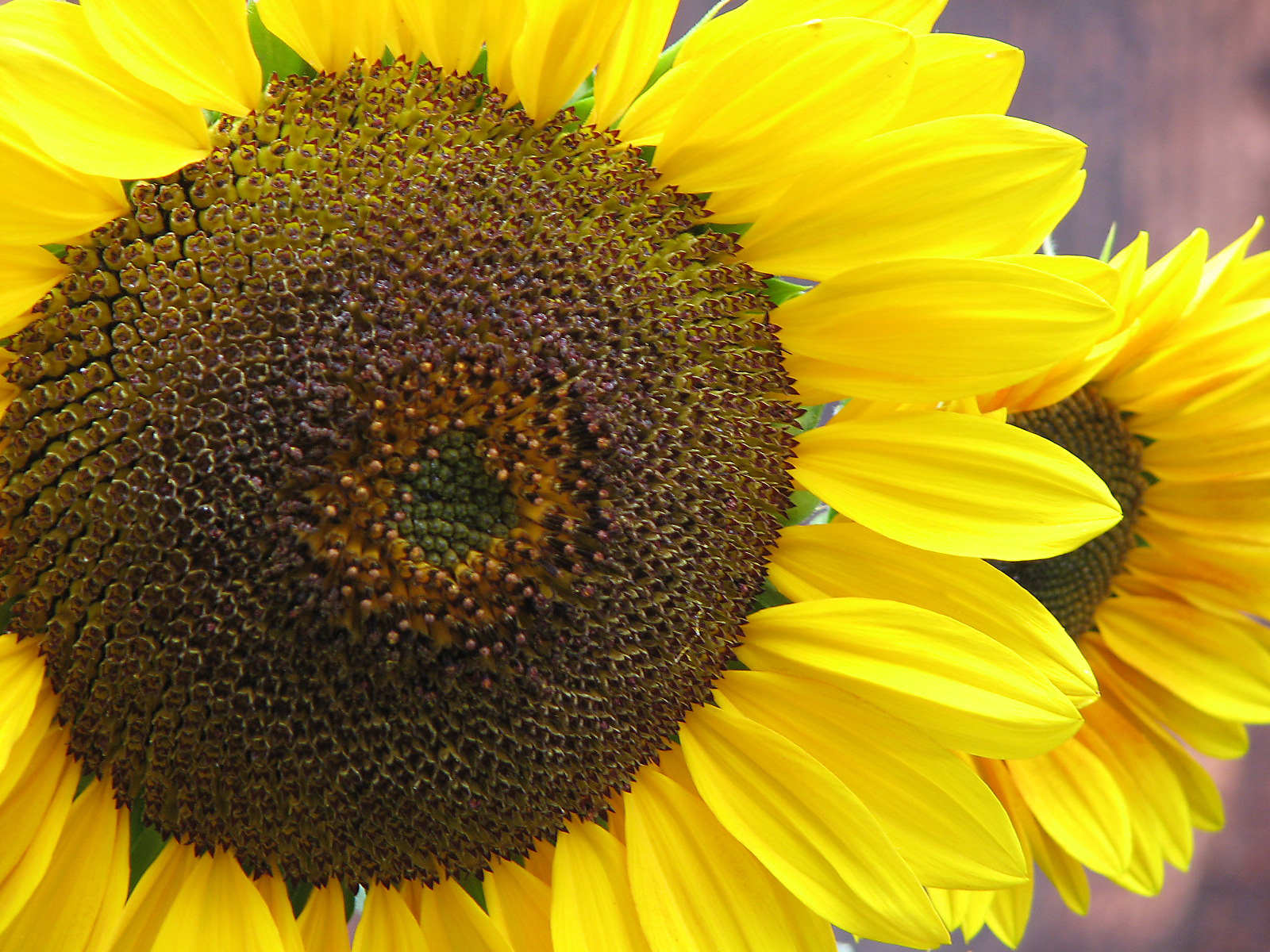 Sonnenblume