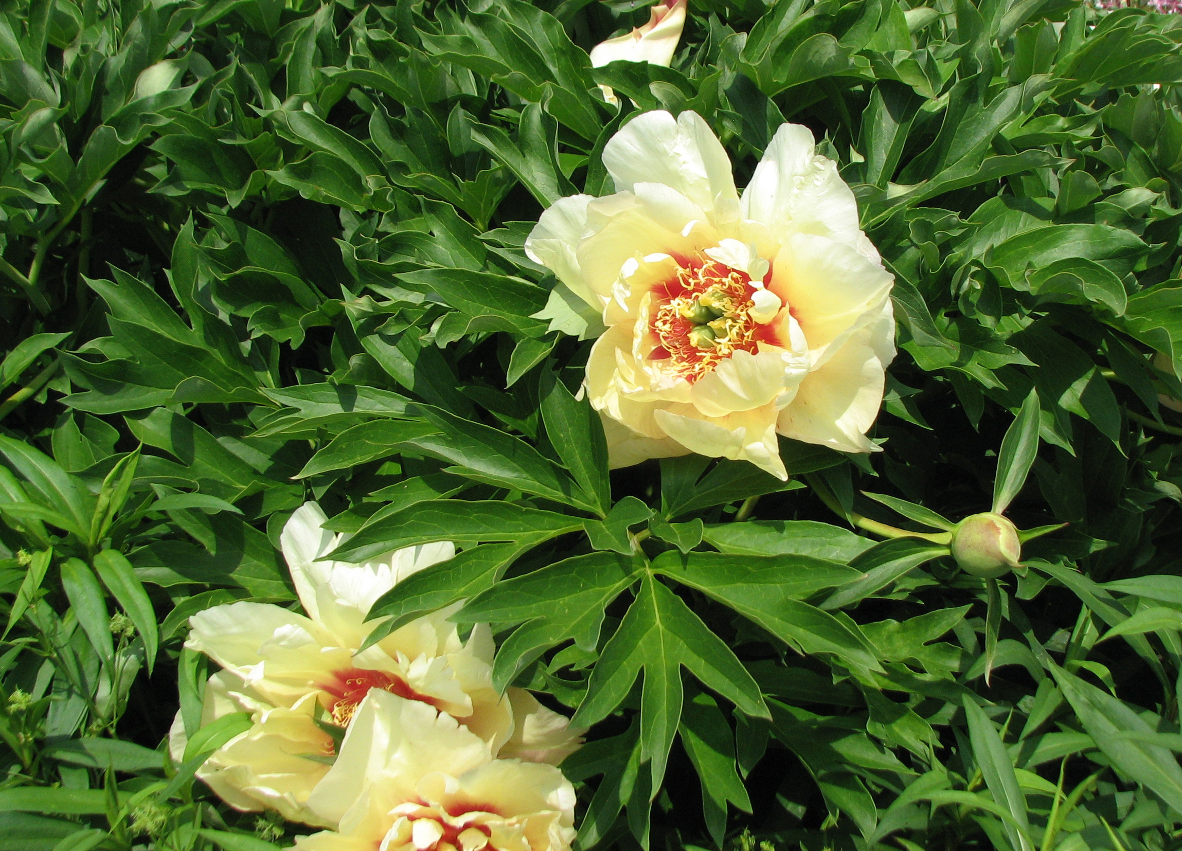 Baumpfingstrose