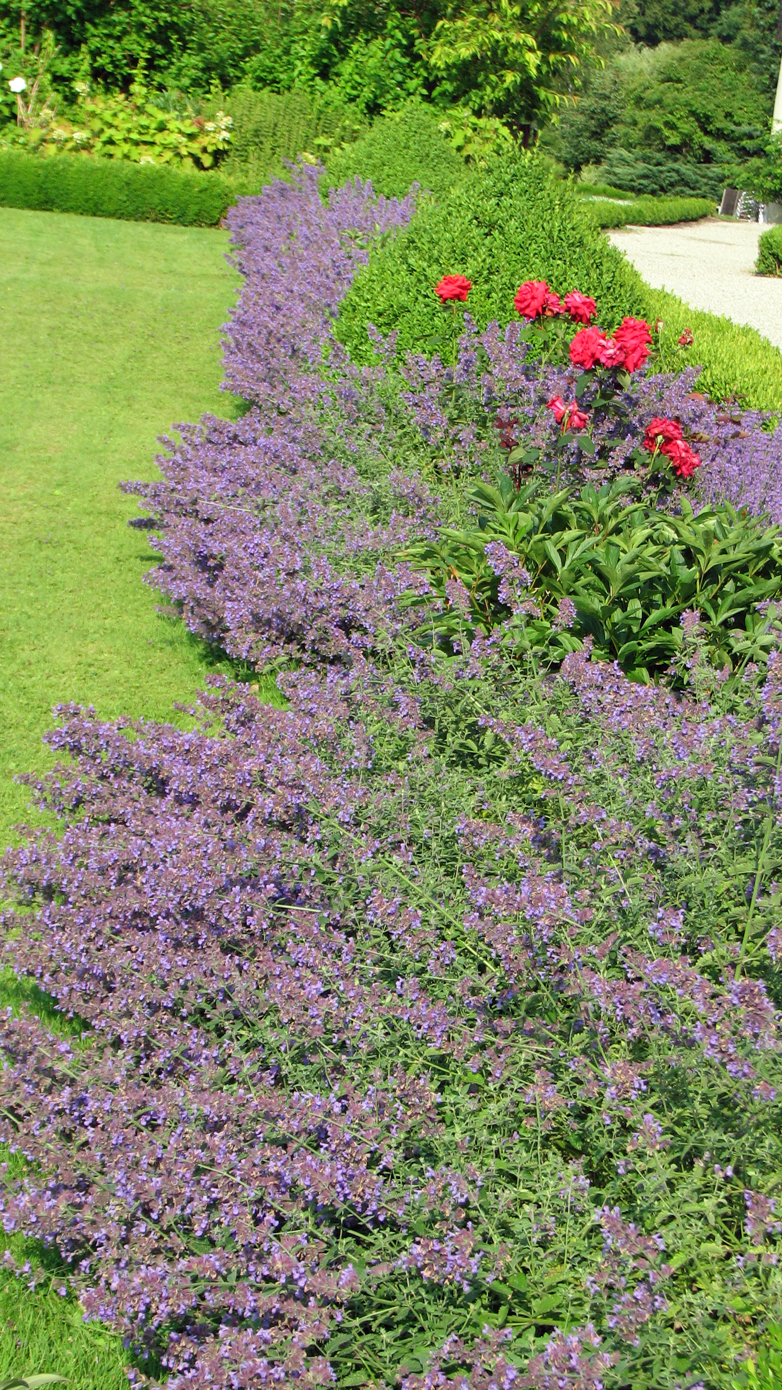 Garten-Katzenminze