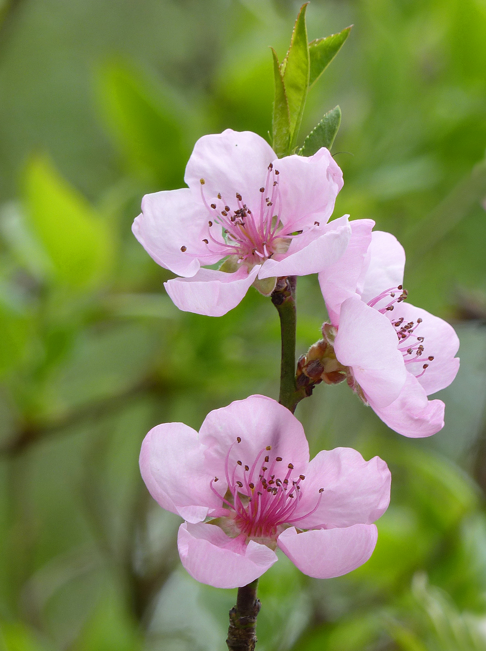 Pfirsich und Nektarine