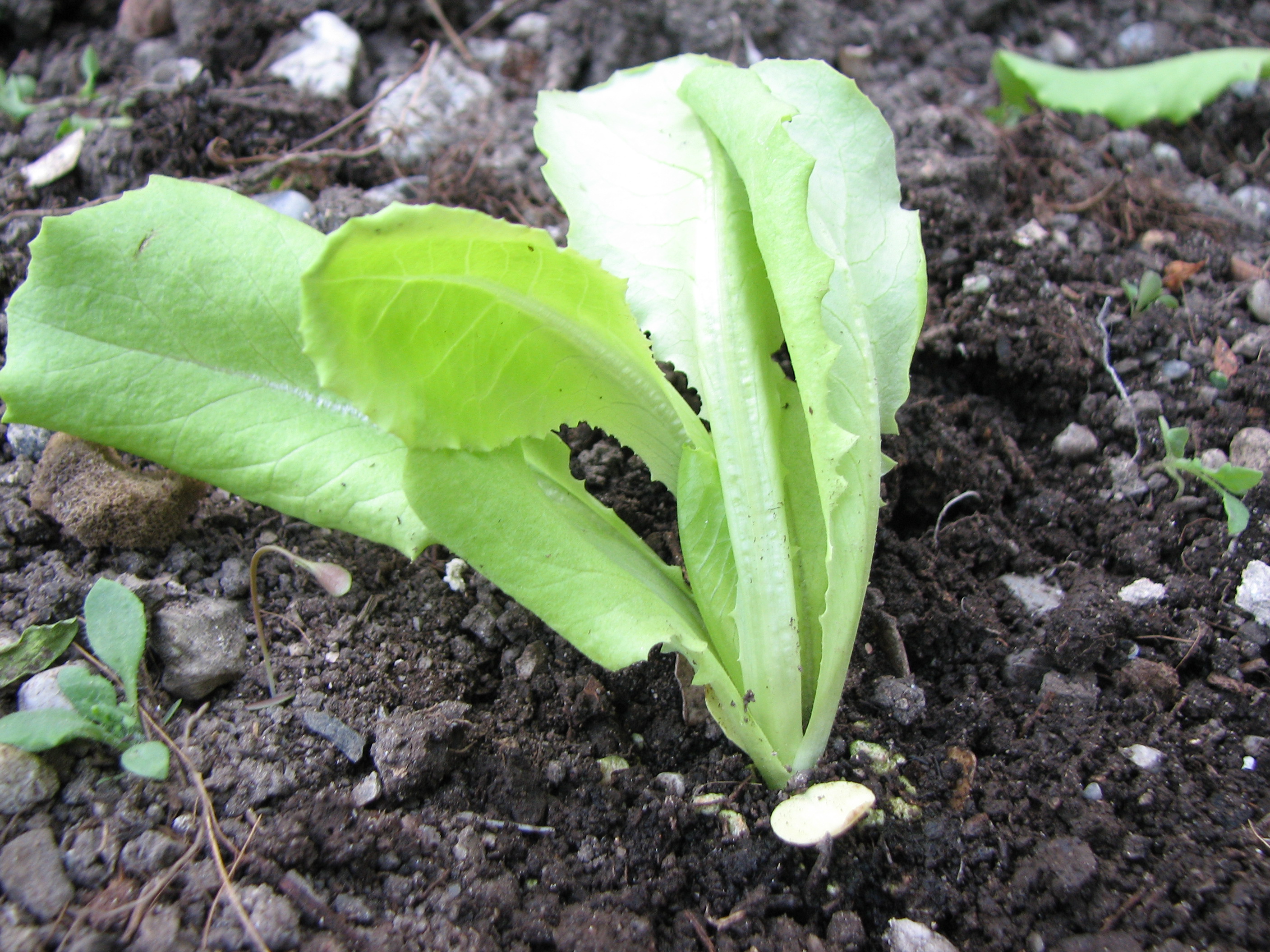 Kopfsalat