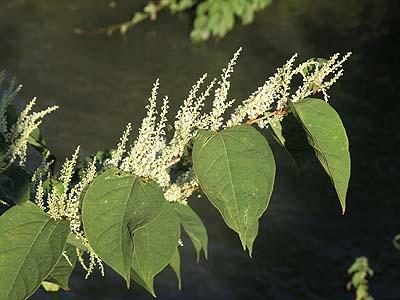 Japanischer Staudenknöterich