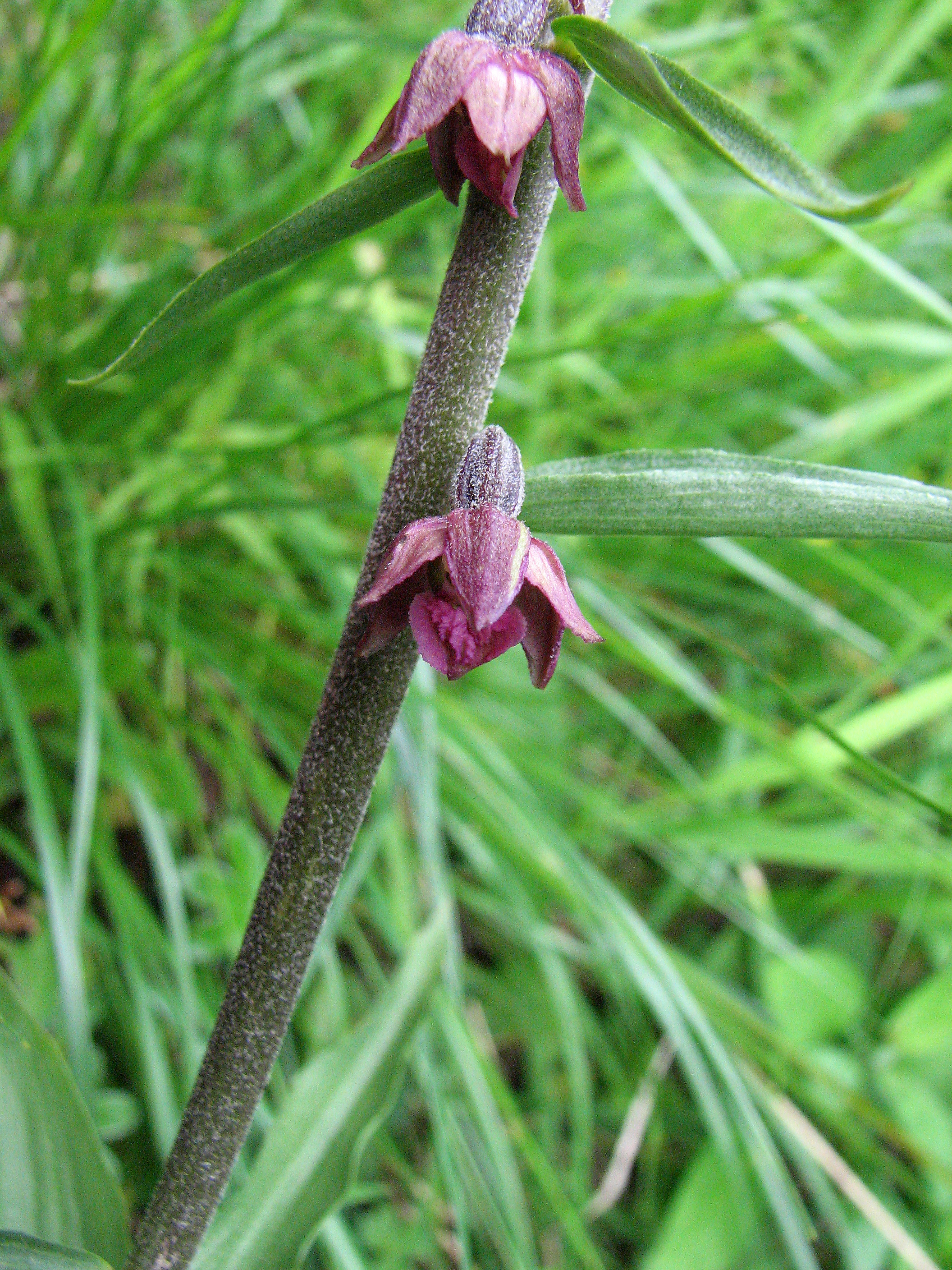 Braunrote Stendelwurz