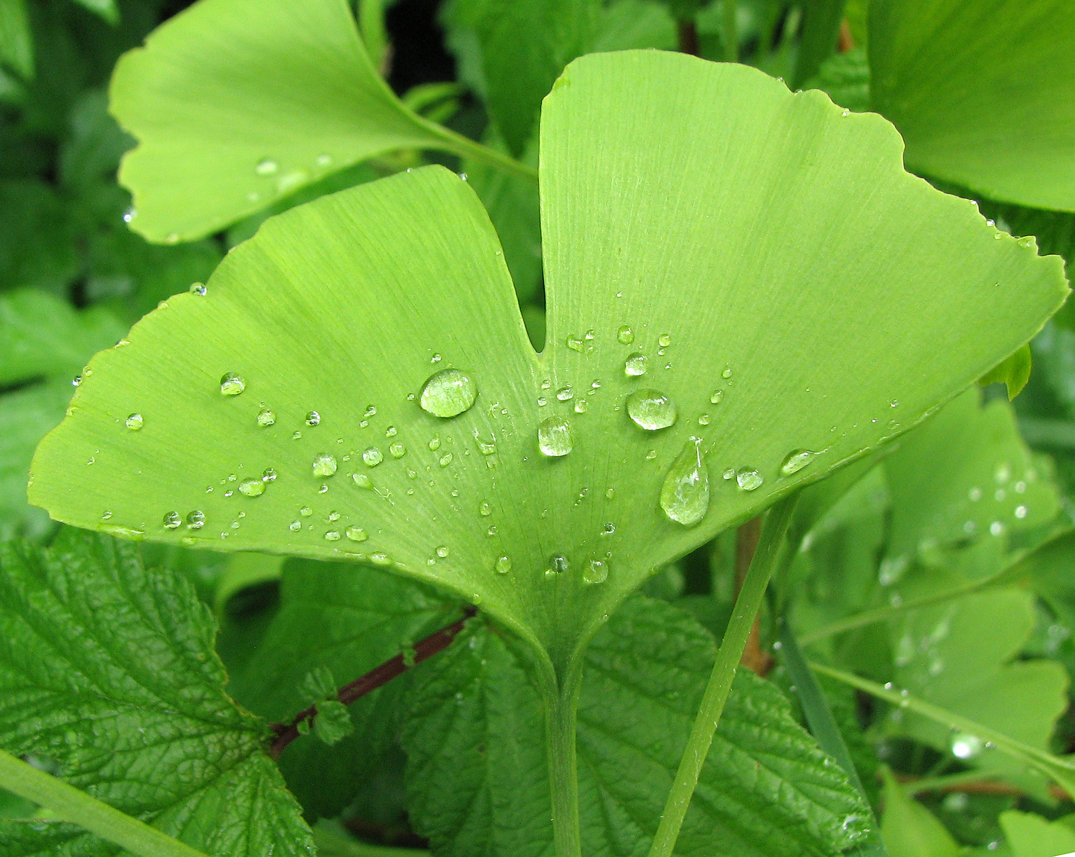 Ginkgo