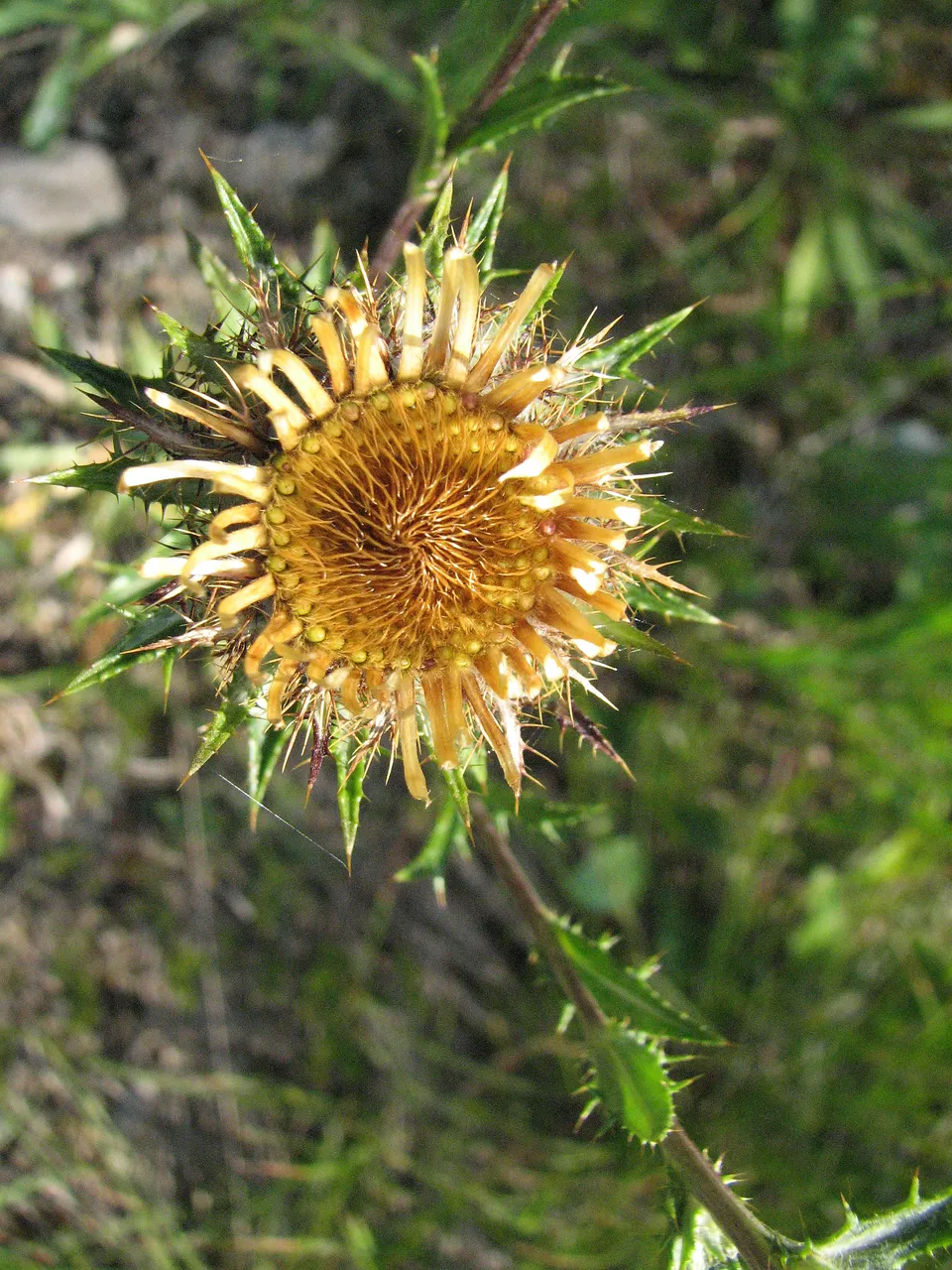Golddistel
