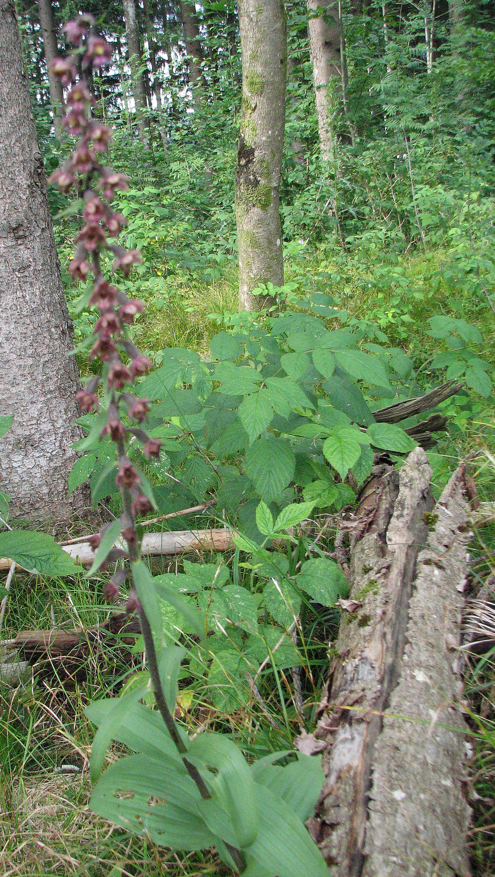 Braunrote Stendelwurz