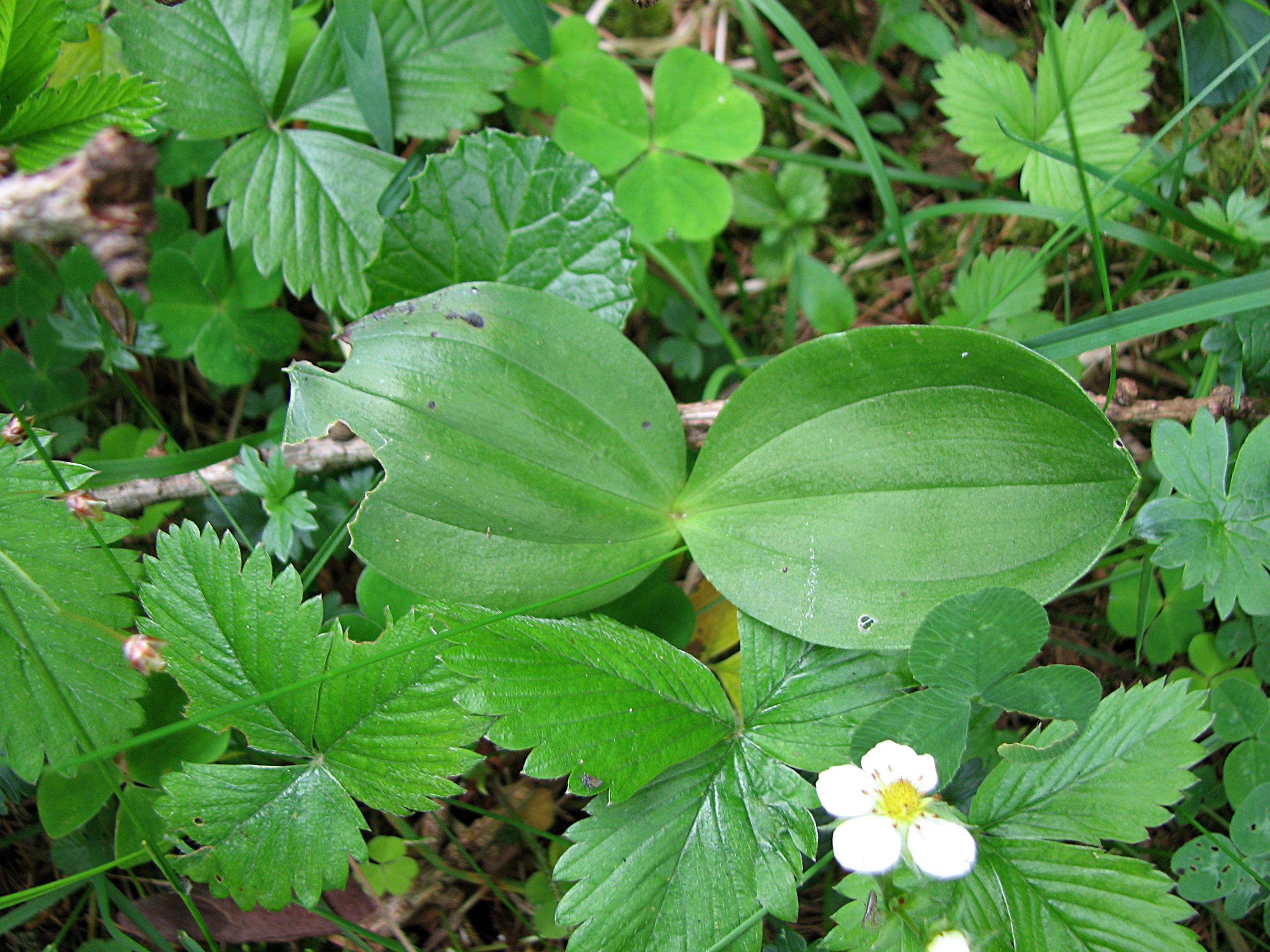 Großes Zweiblatt
