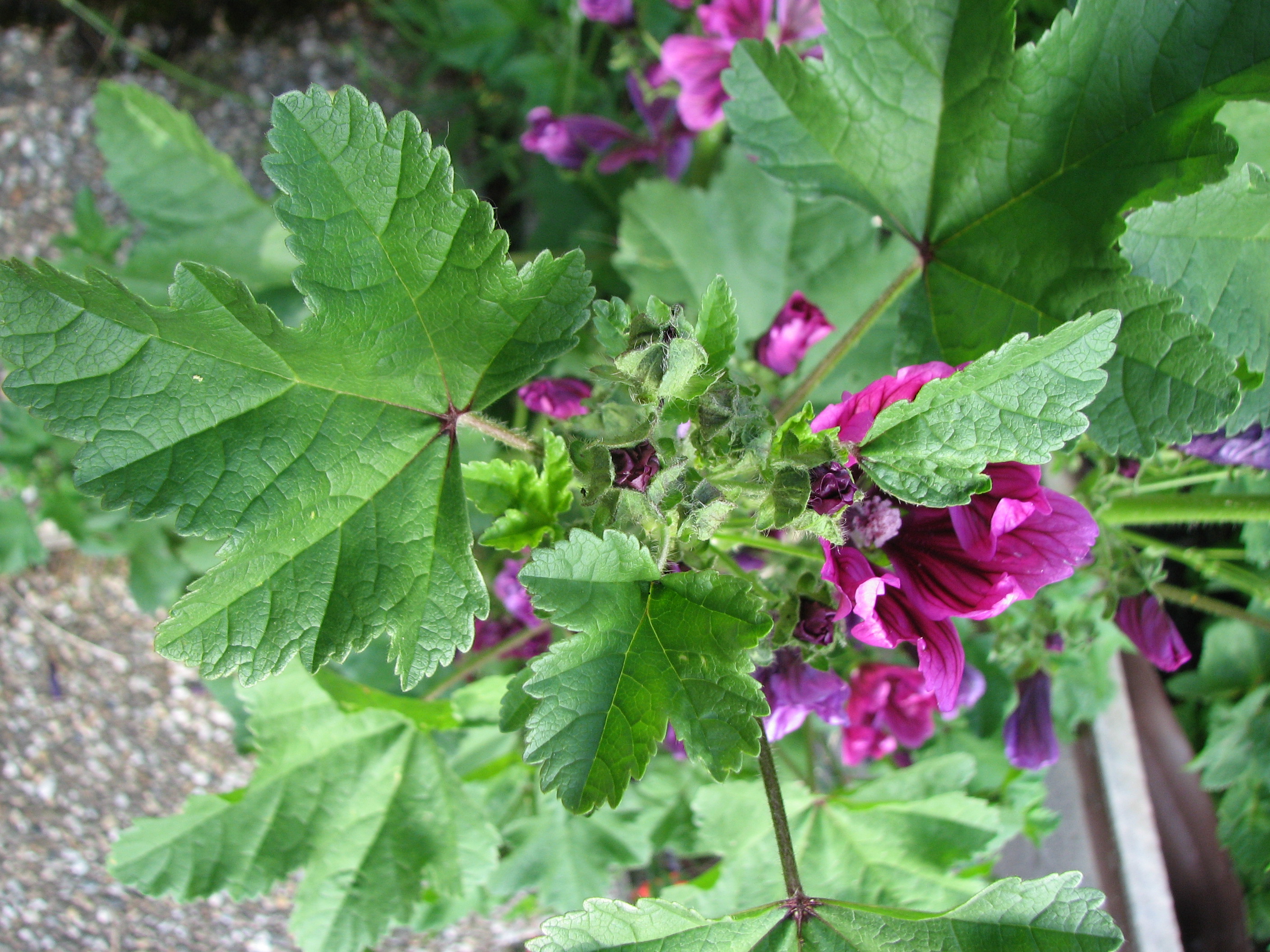 Mauretanische Malve