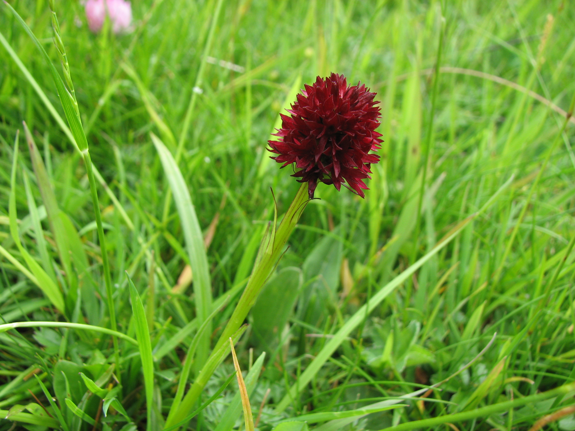 Gewöhnliches Kohlröschen