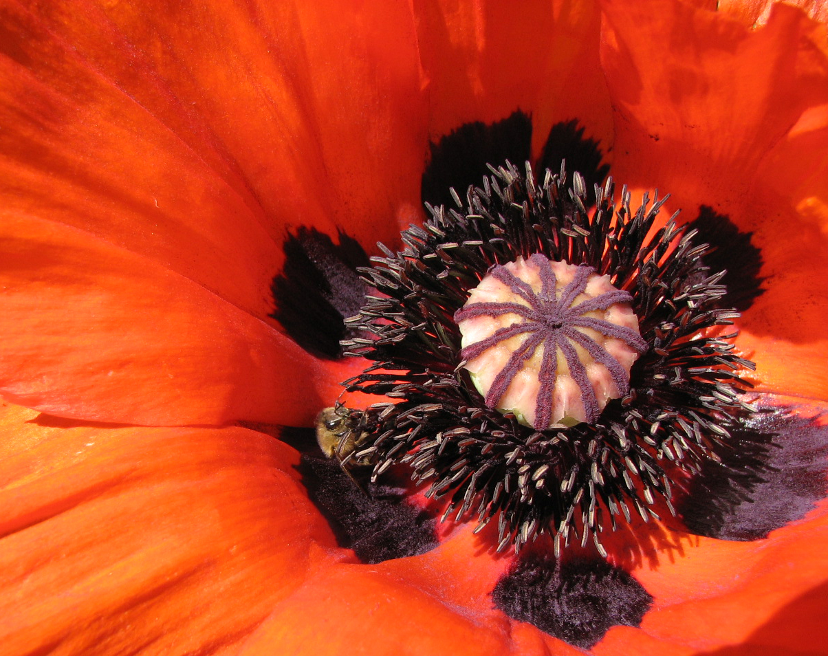 Türkischer Mohn