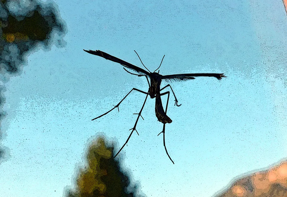 Insekten wie Stechmücken, Stechfliegen, Grasmilben und Zecken abwehren