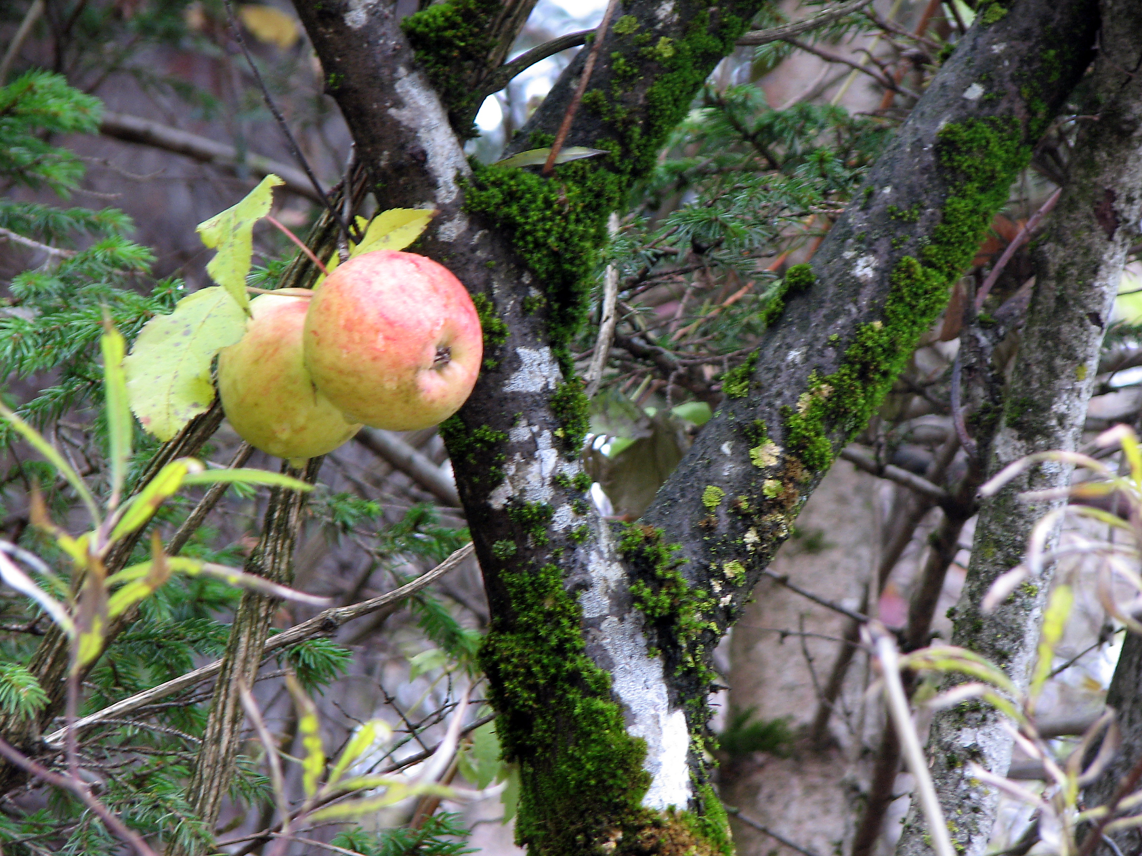 Apfel