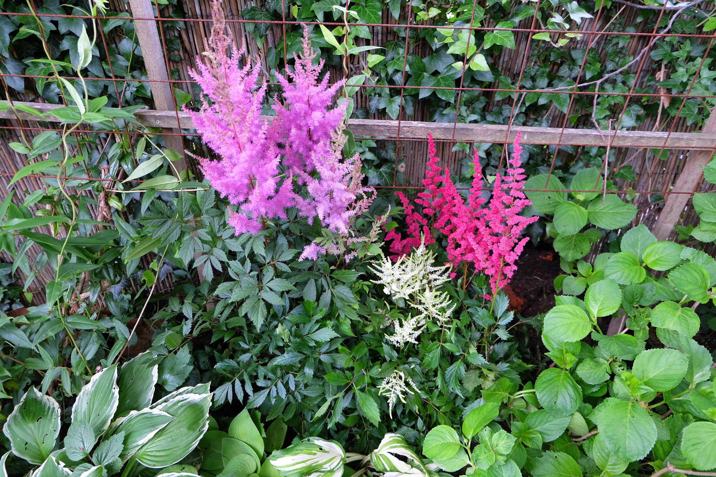 Astilbe