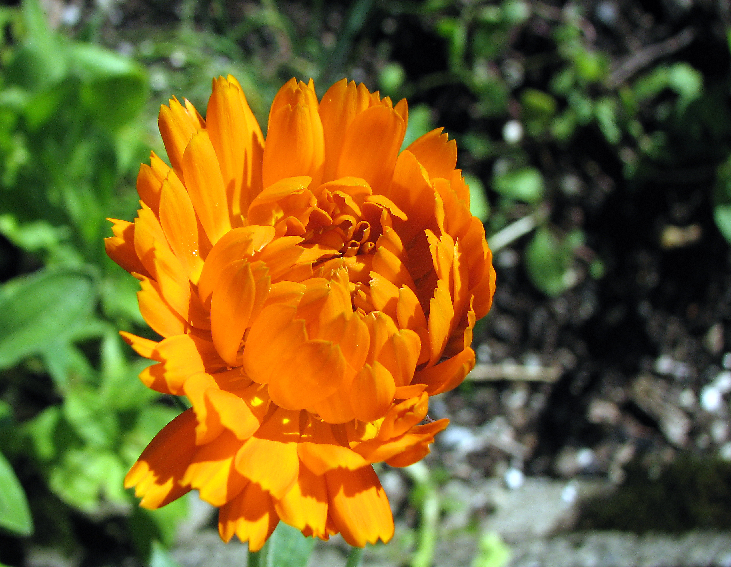 Ringelblume