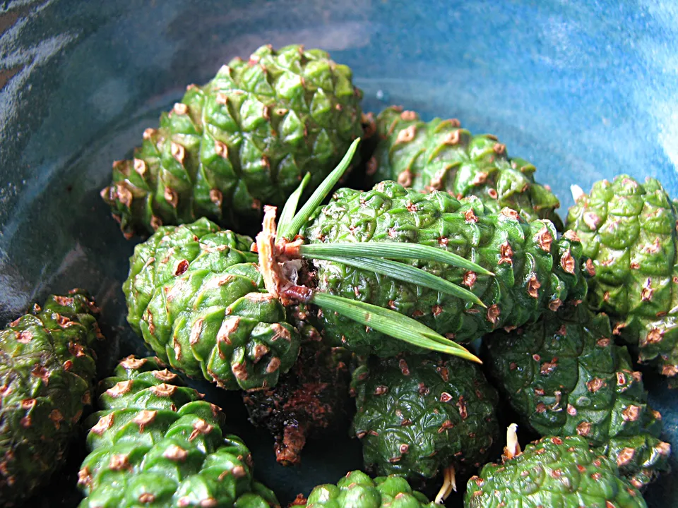 Zapfensalbe