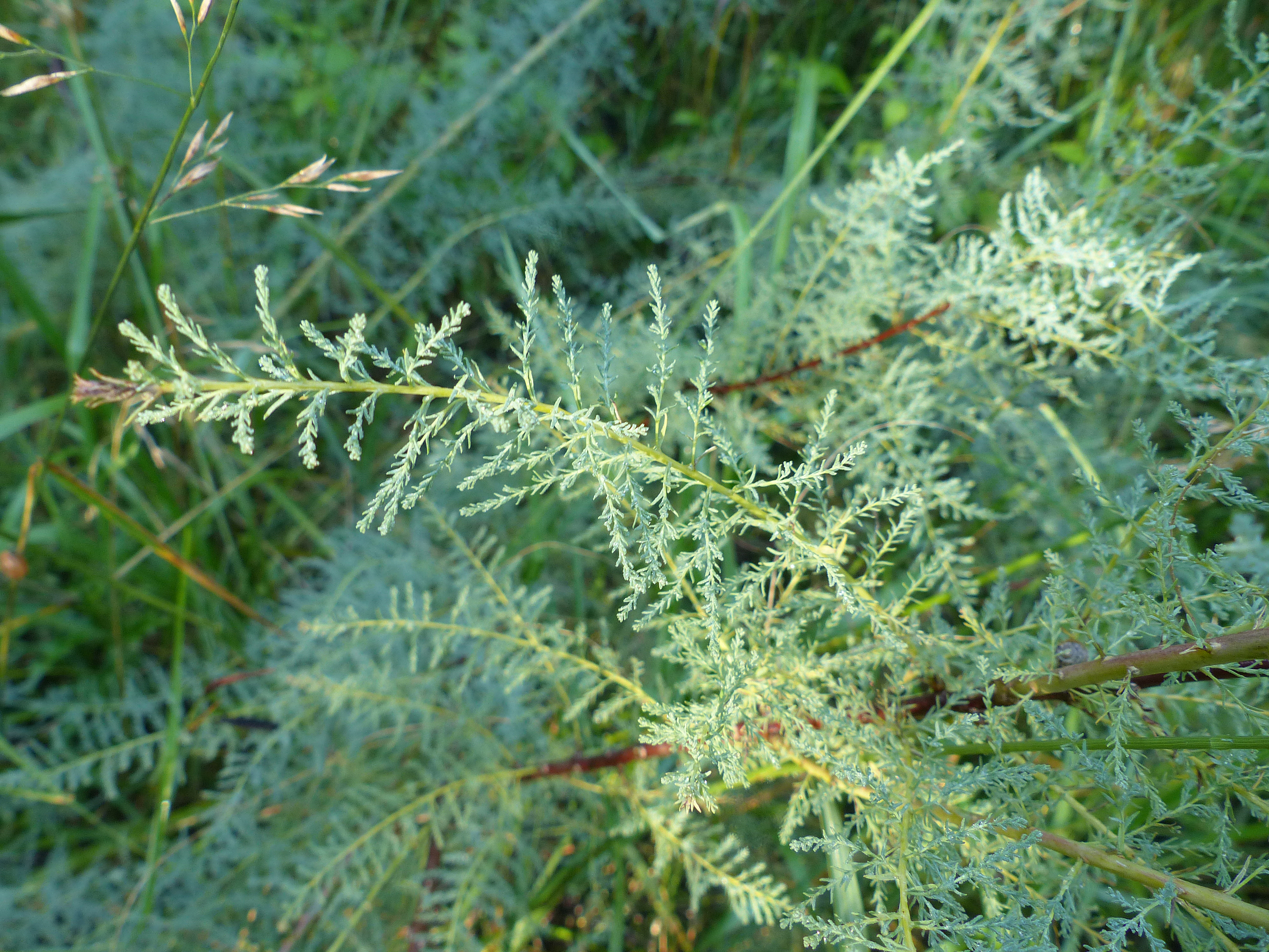 Deutsche Tamariske
