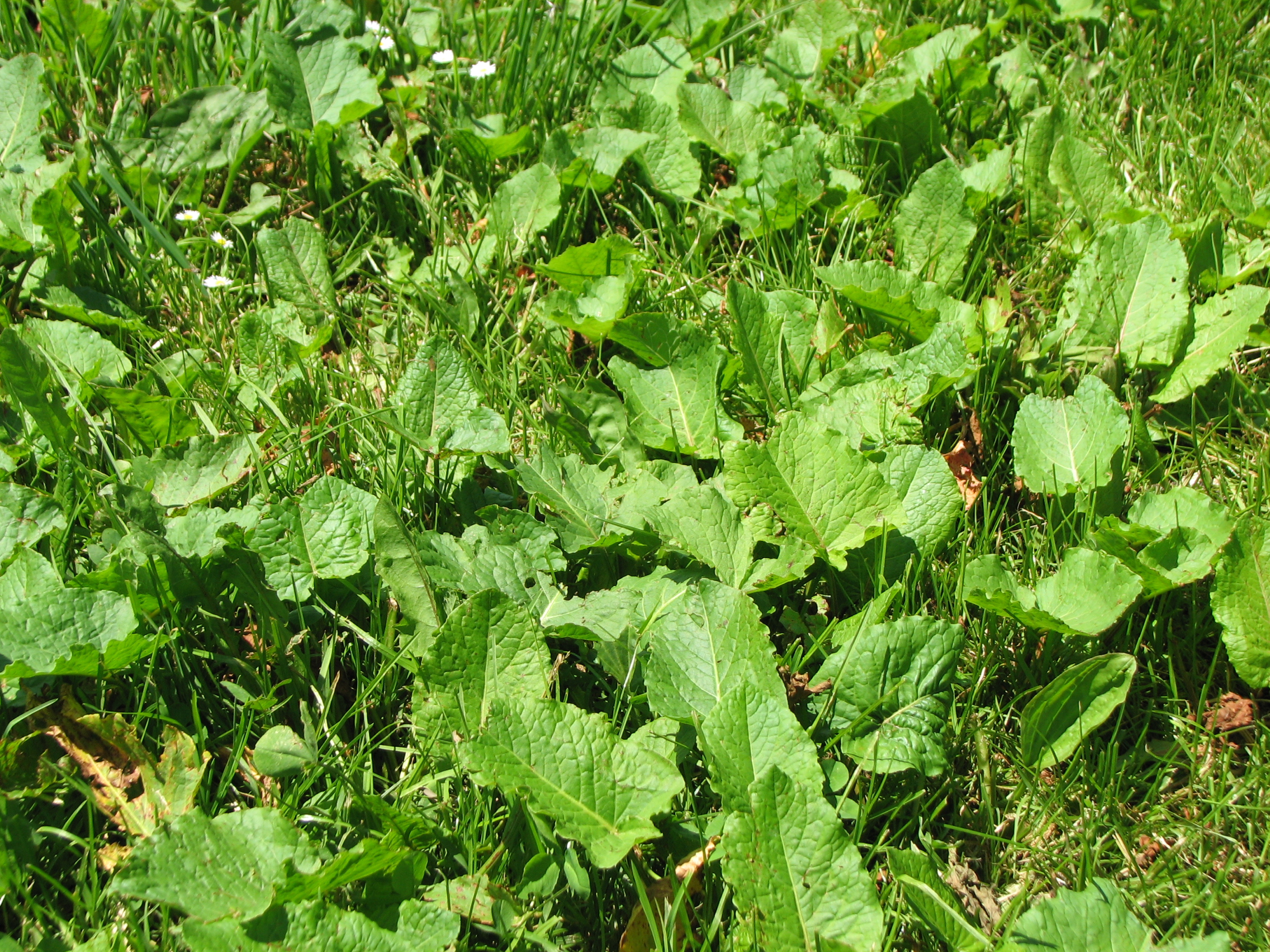 Stumpfblättriger Ampfer