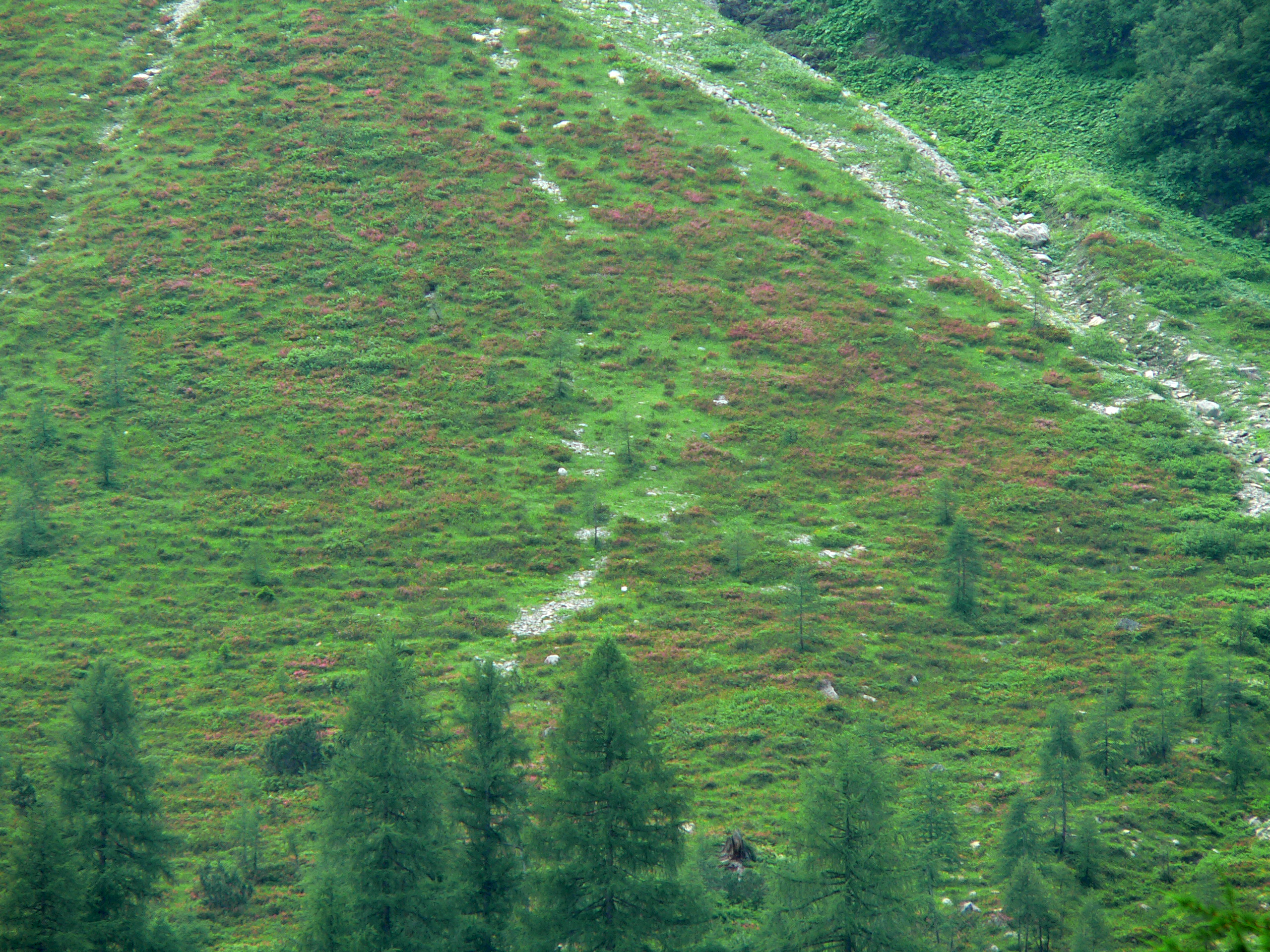 Bewimperte Alpenrose