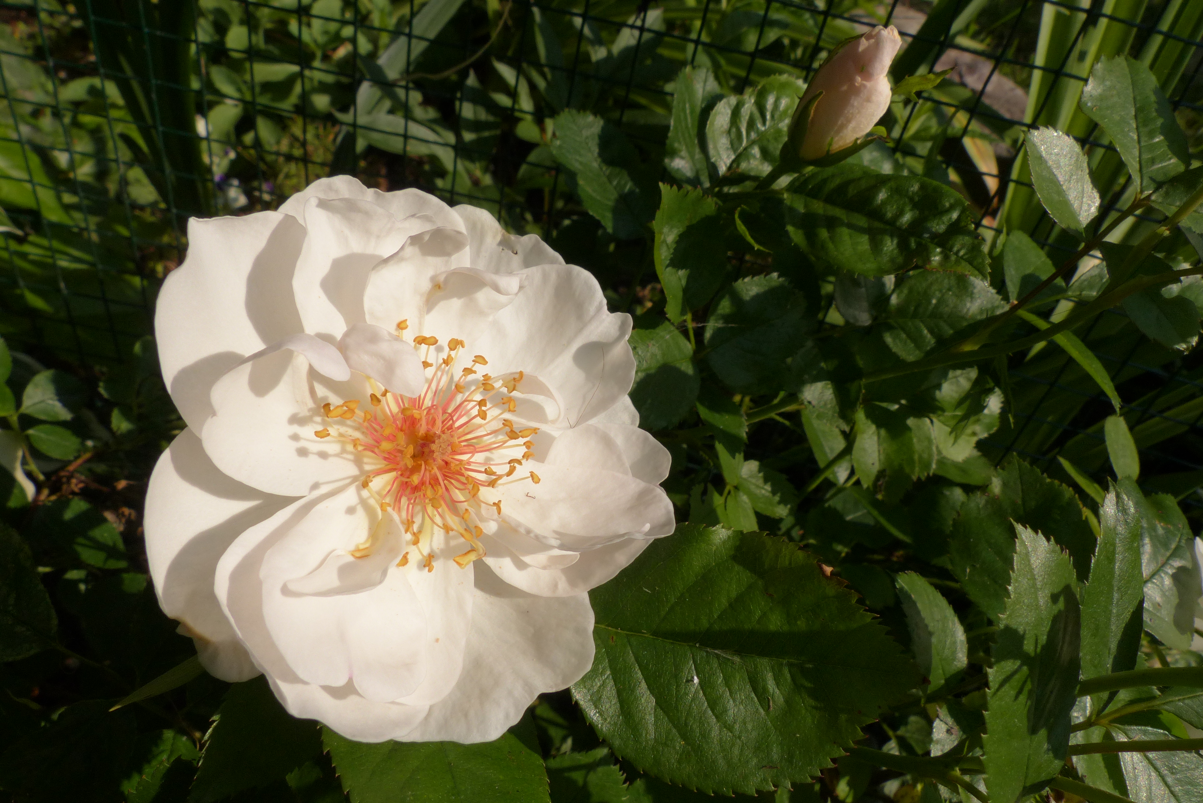 Rosen, Kulturrosen