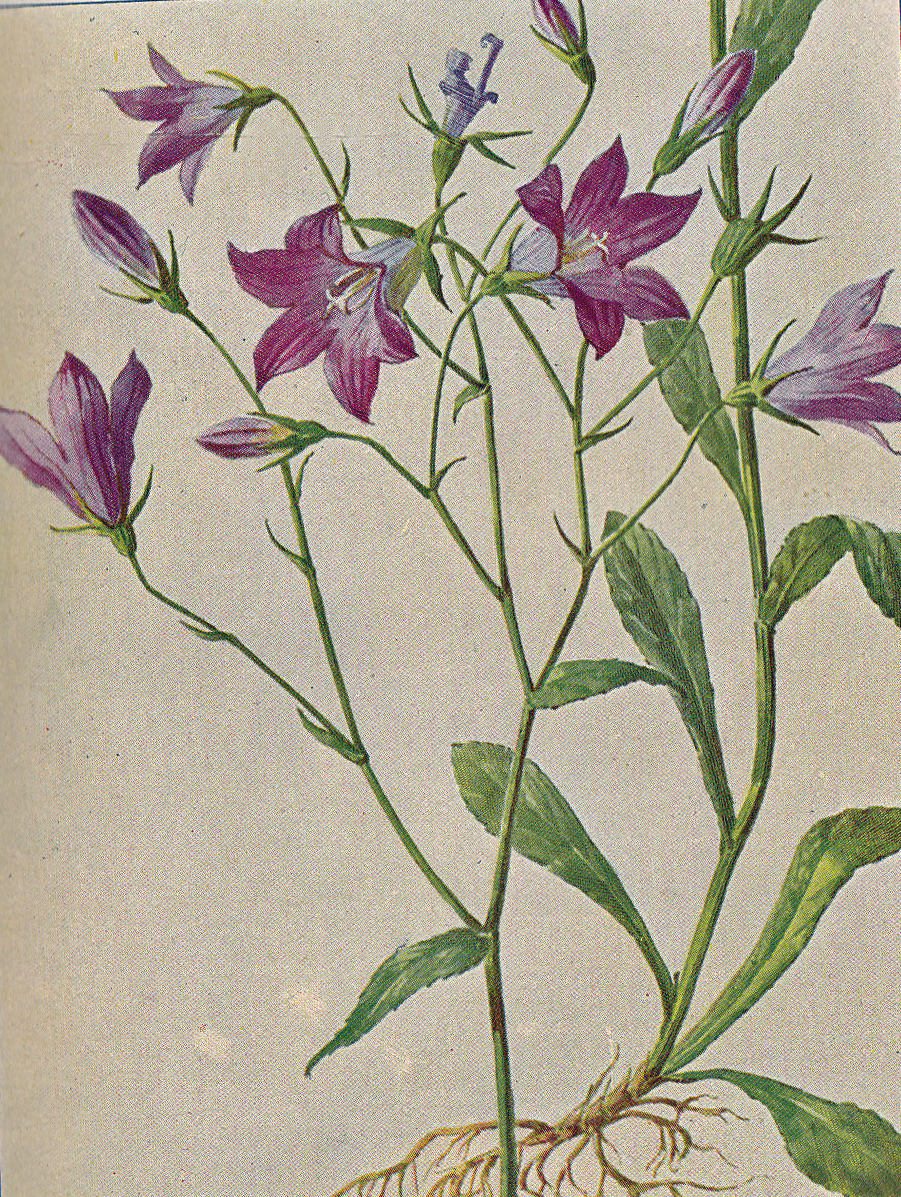 Wiesenglockenblume