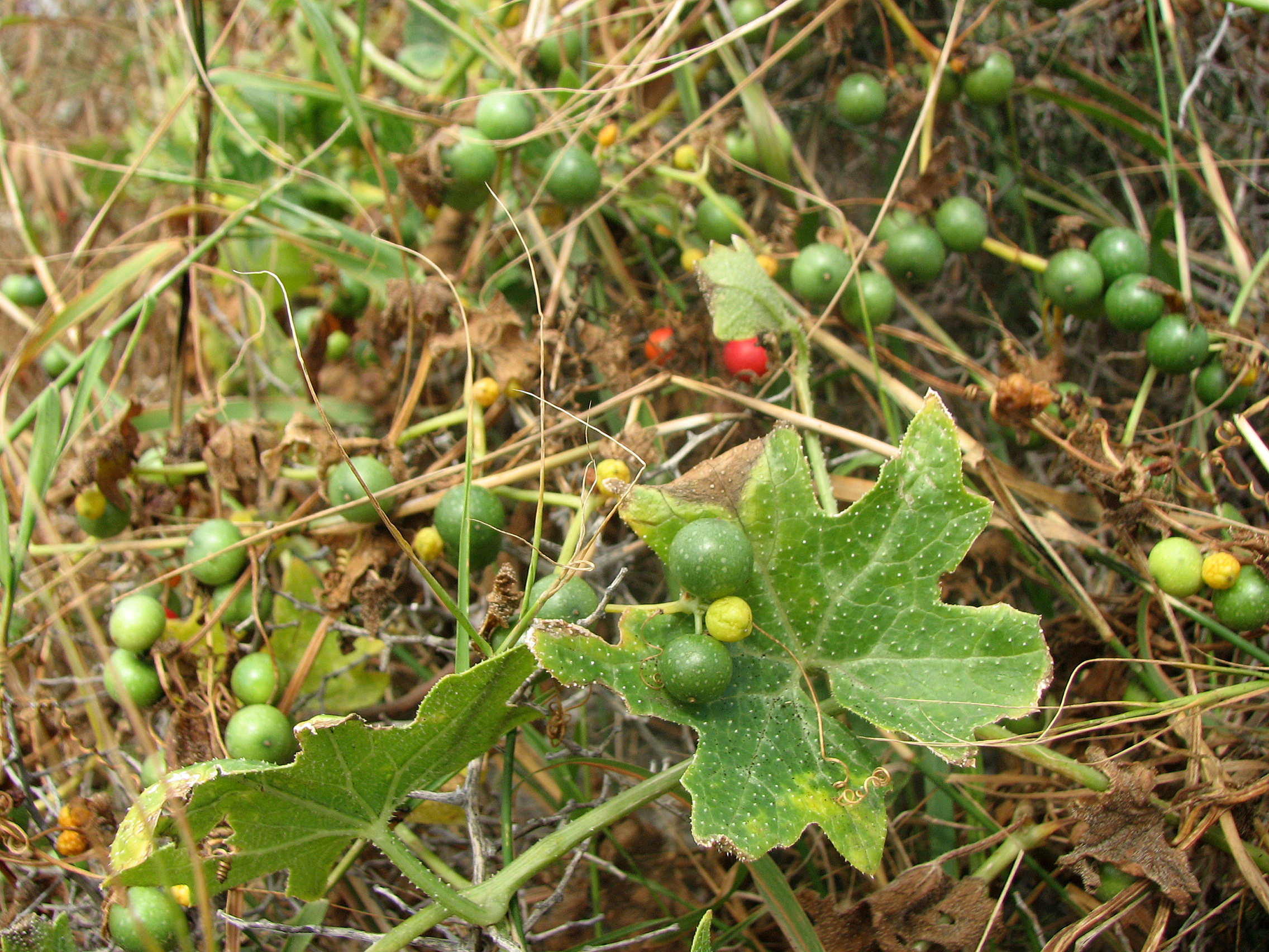 Rotfrüchtige Zaunrübe