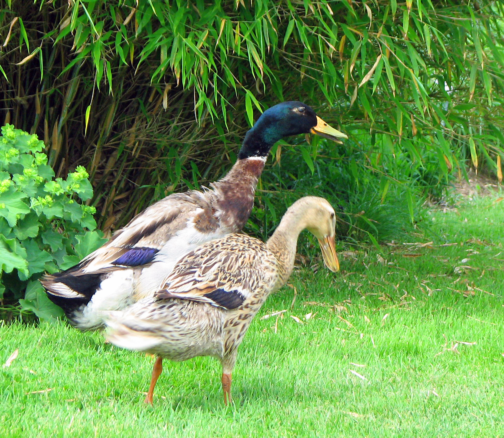 <p><em>Laufentenpaar</em>. Spanische Wegschnecken zählen zu den Lieblingsspeisen von Laufenten. - Jedoch wichtig: Die Laufente ist ein Wasservogel (!) und benötigt Wasser, um die Schnecken schlucken zu können. Sie erstickt sonst!</p>