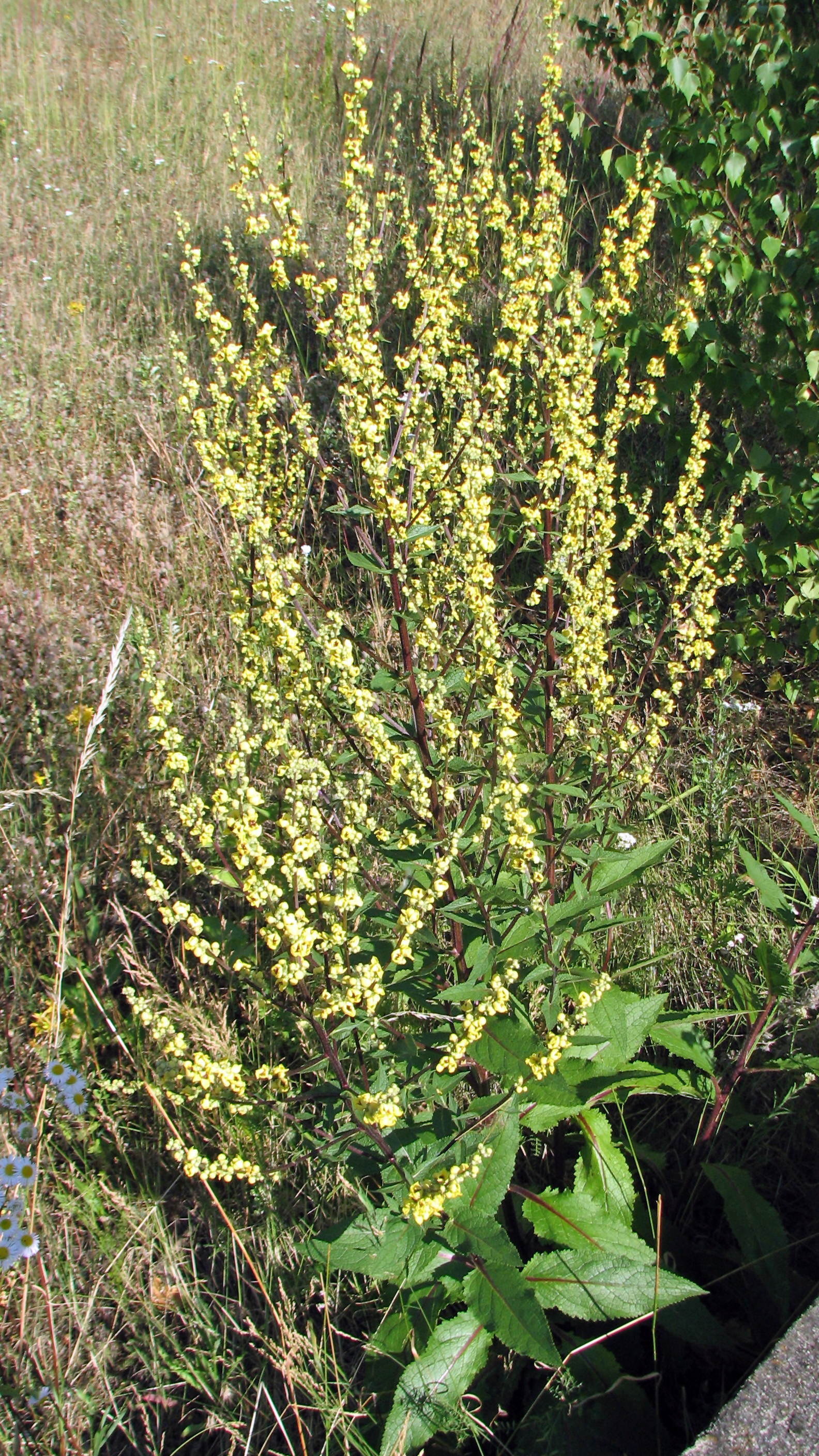 Schwarze Königskerze