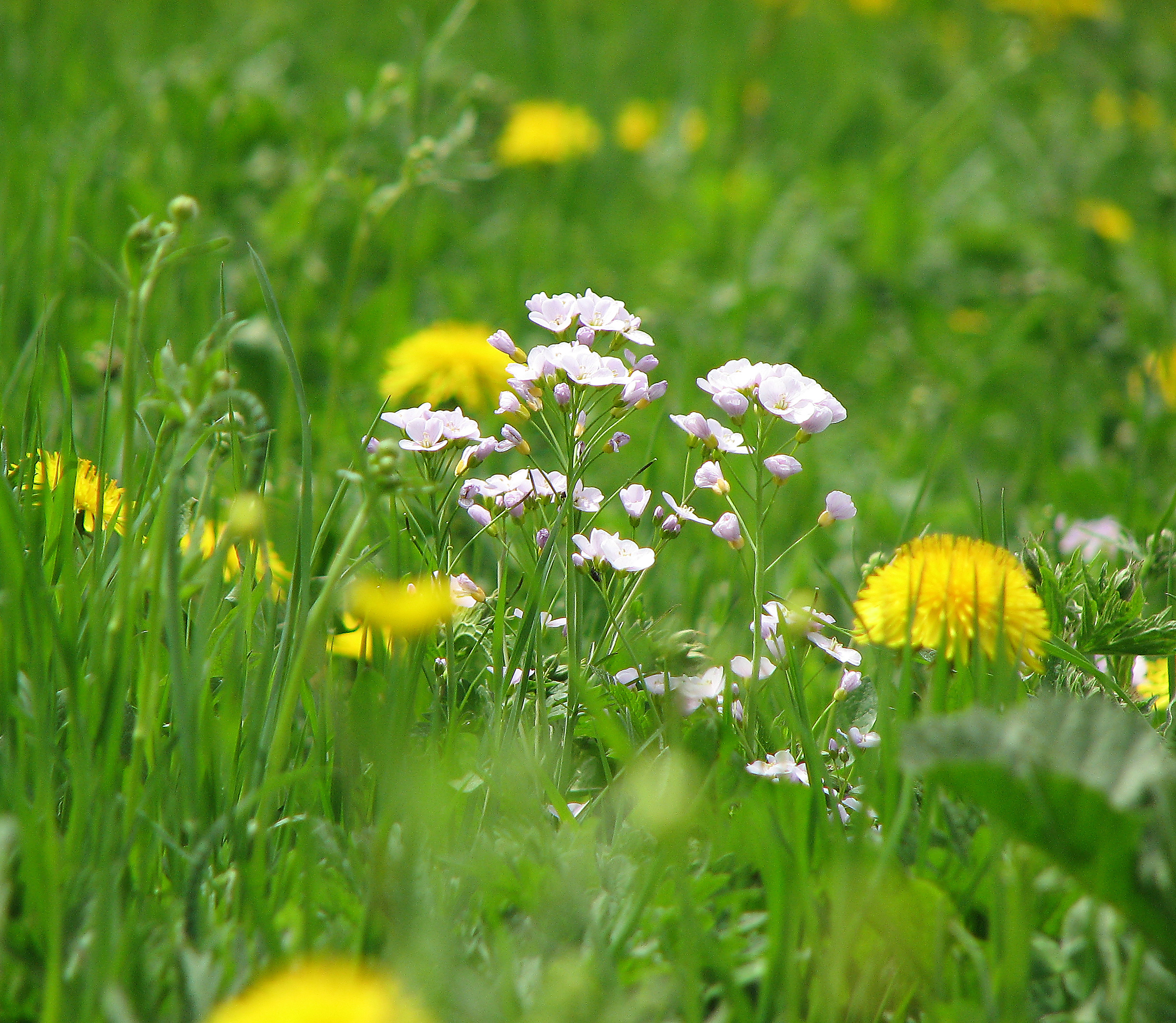 Wiesenschaumkraut