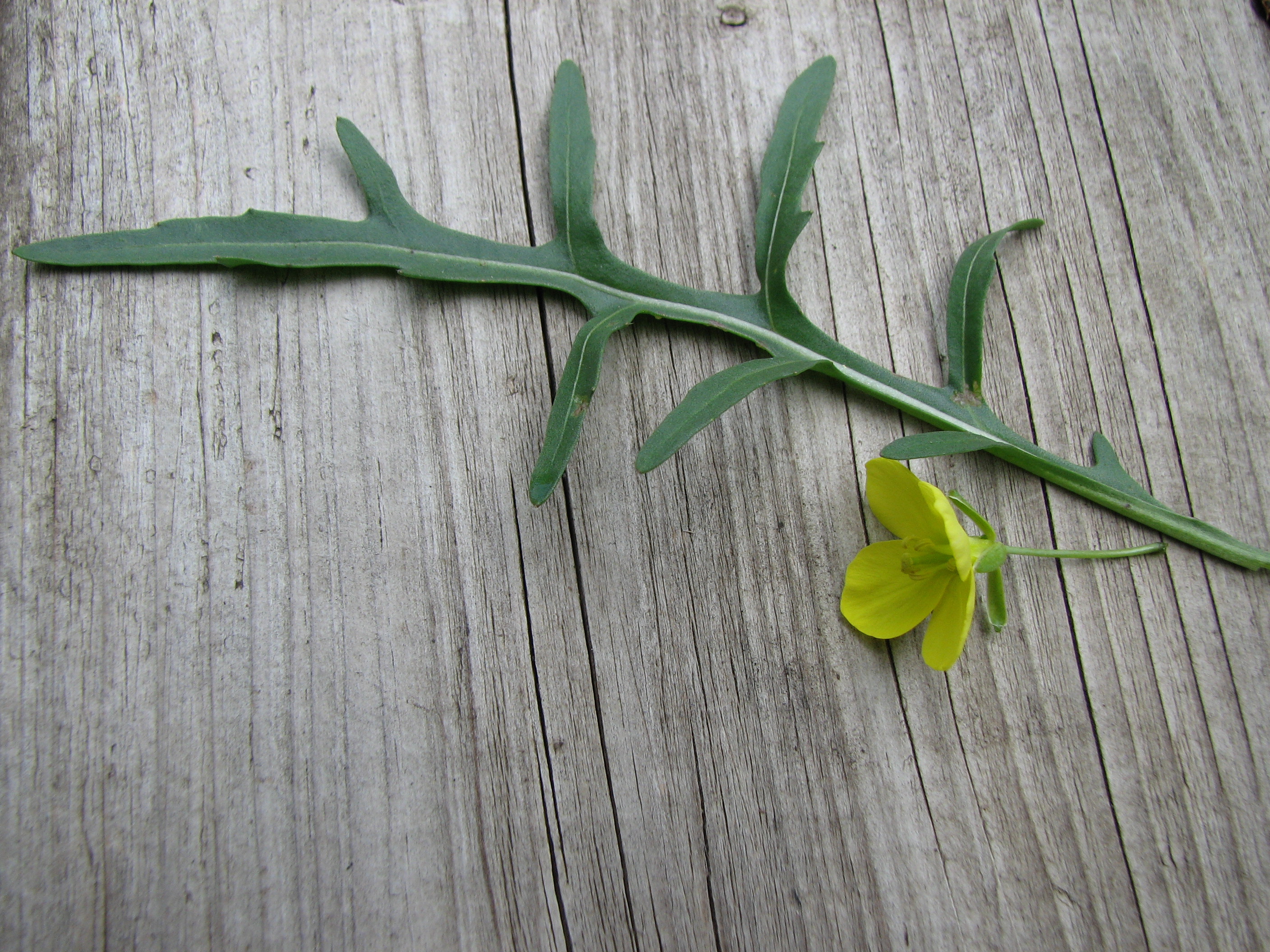 Schmalblättrige Rucola
