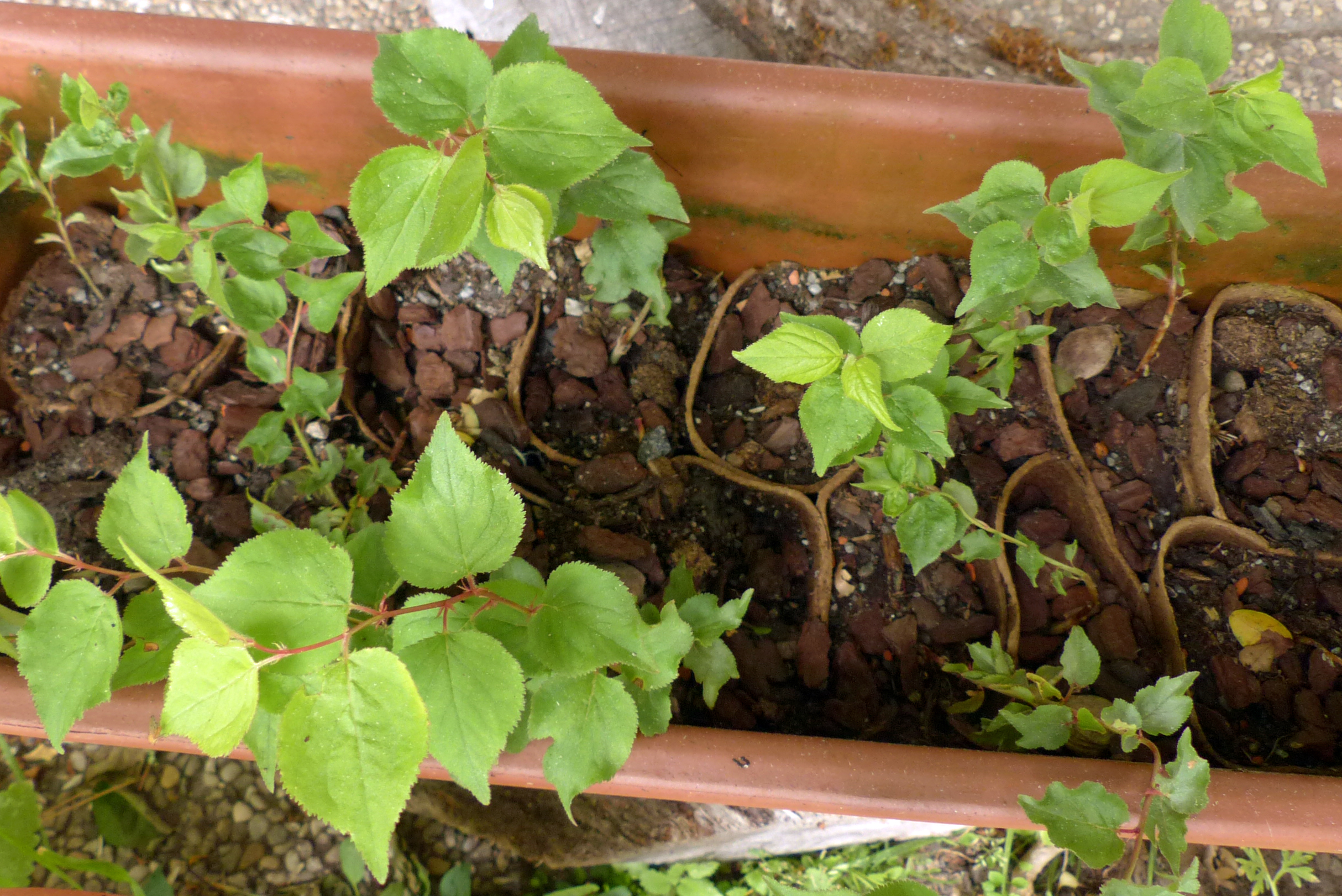 Marillenbaum aus einem Kern ziehen
