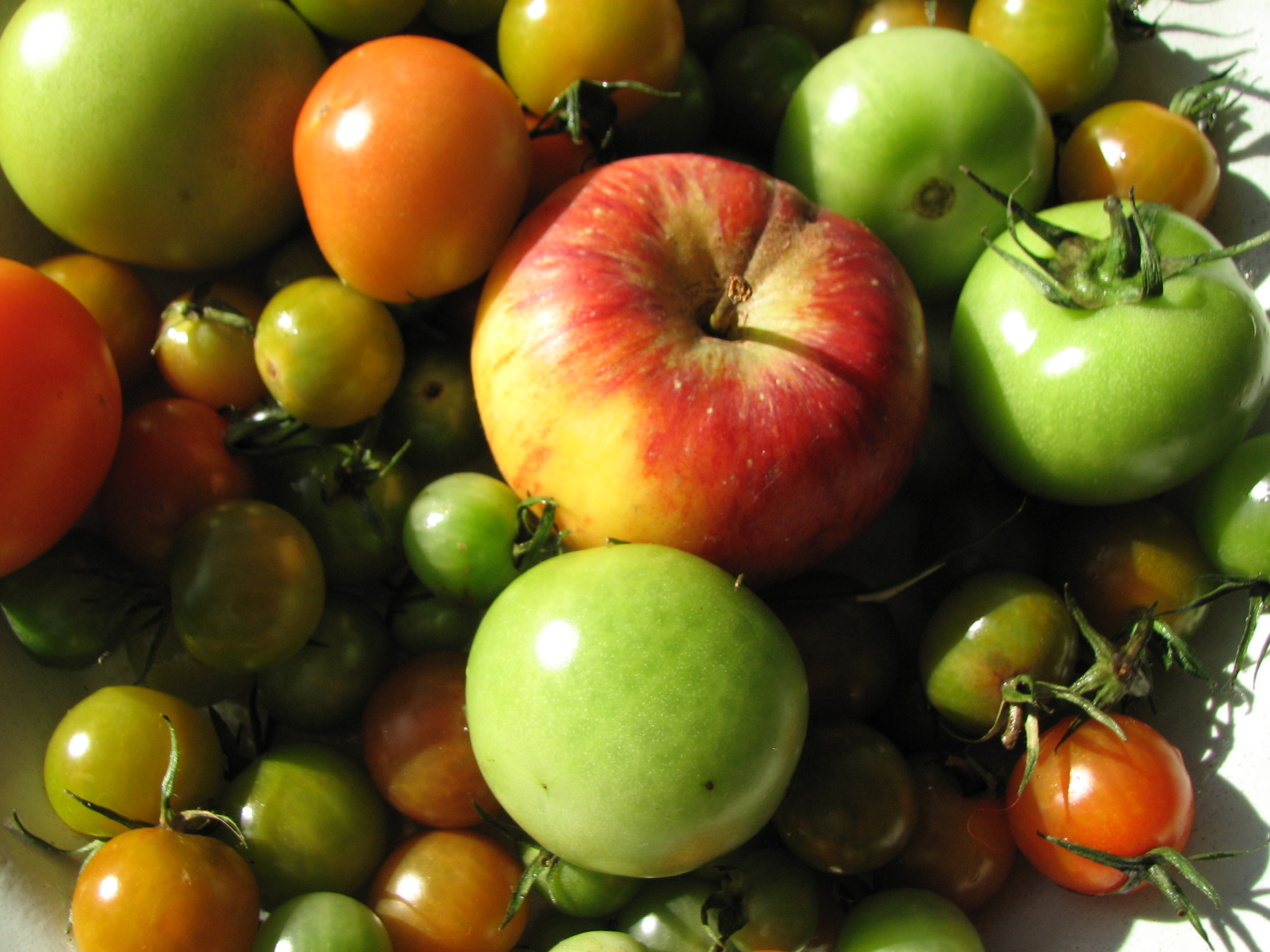 Tomate