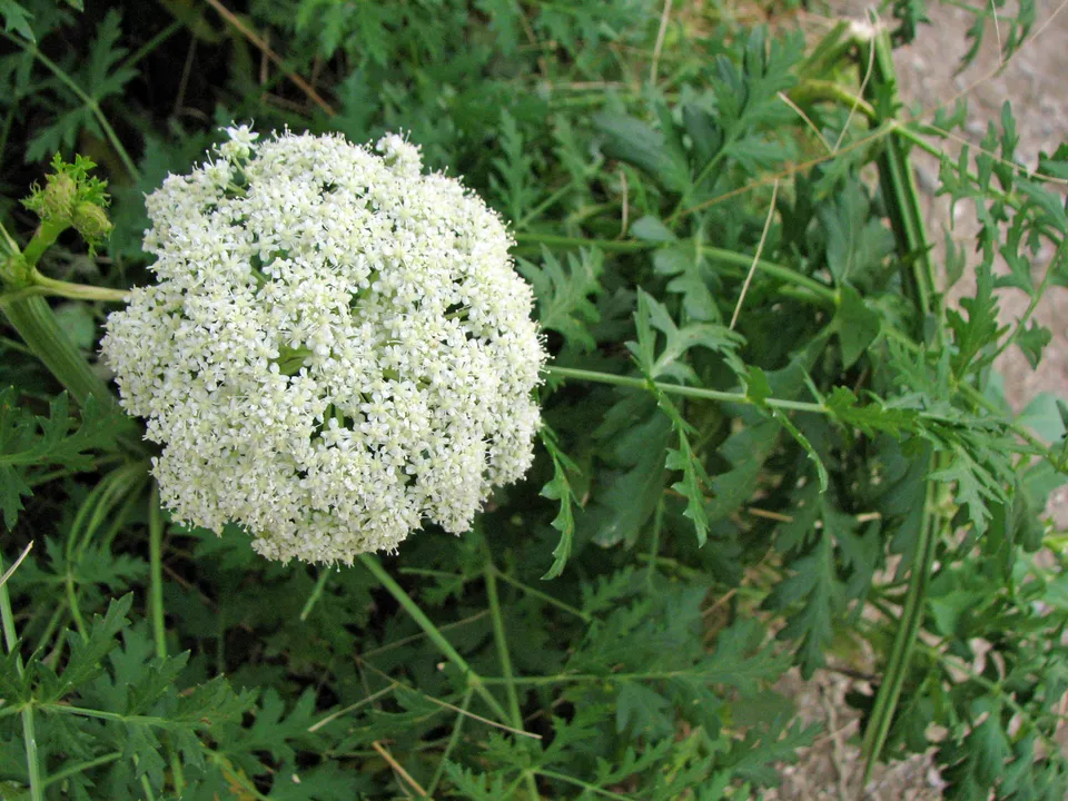 Hügelheilwurz