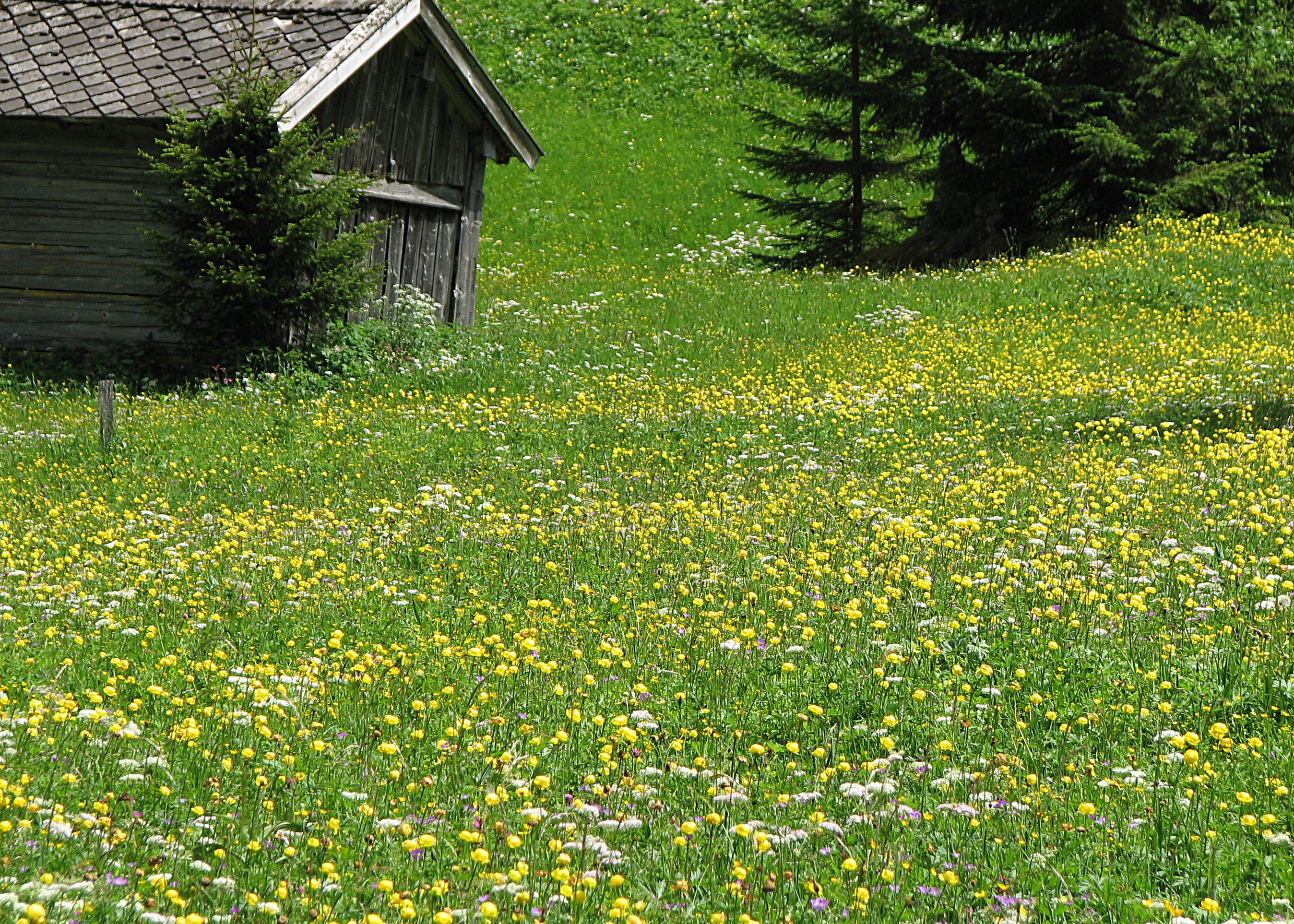 Trollblume