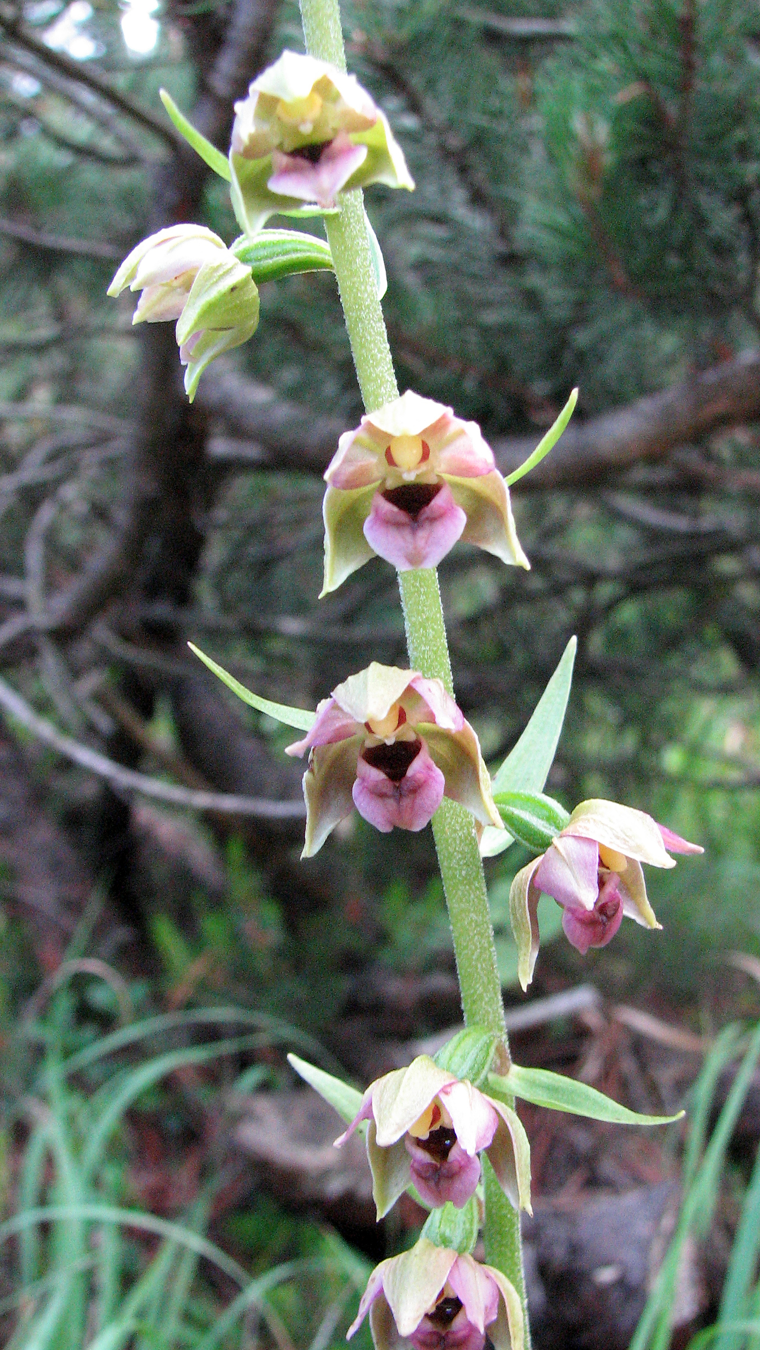 Breitblättrige Stendelwurz
