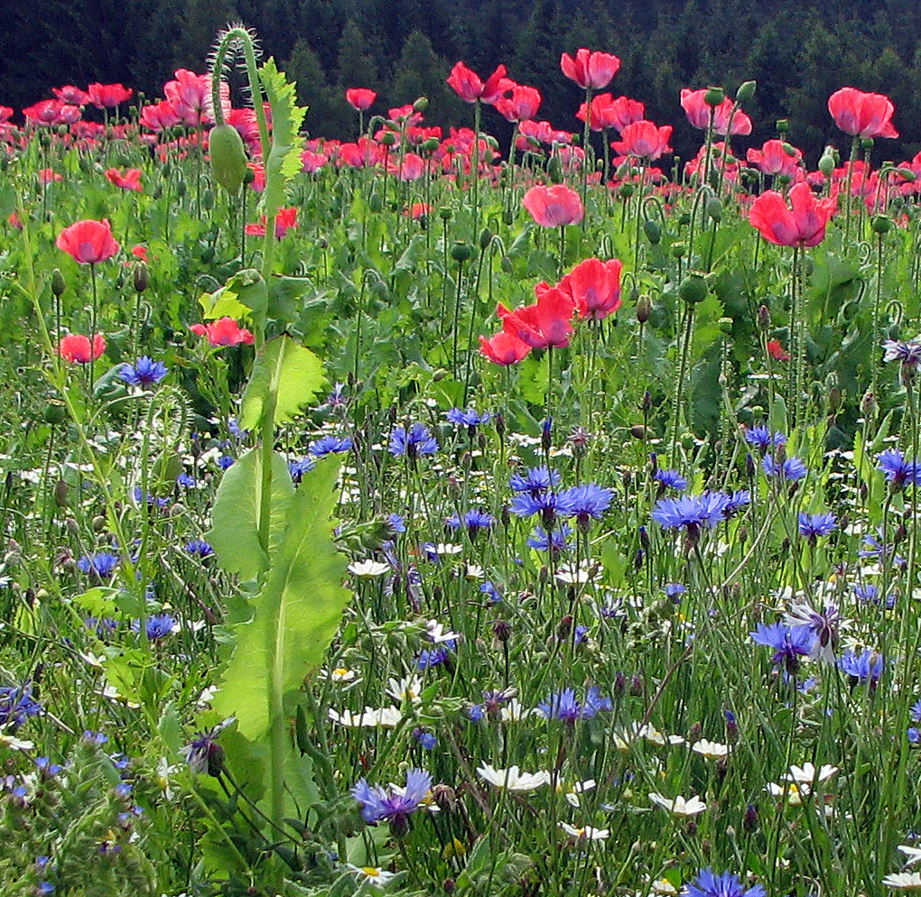 Kornblume