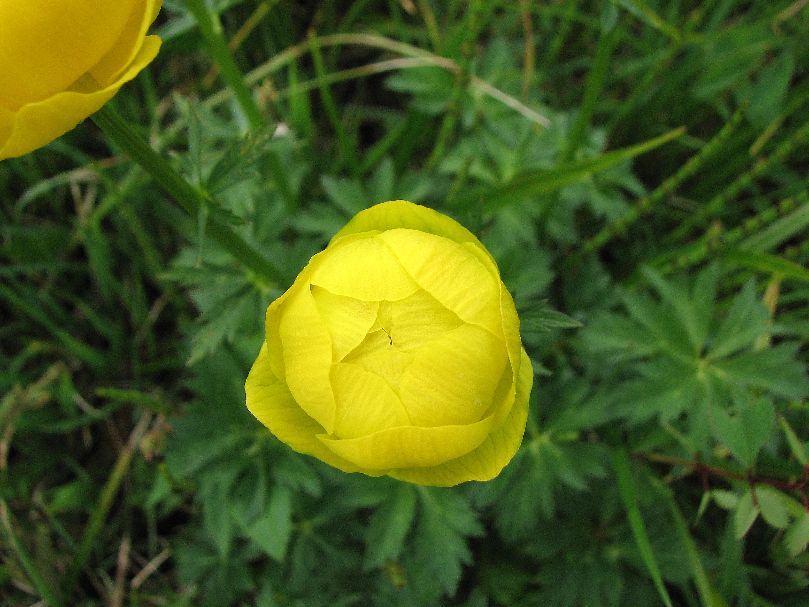 Trollblume
