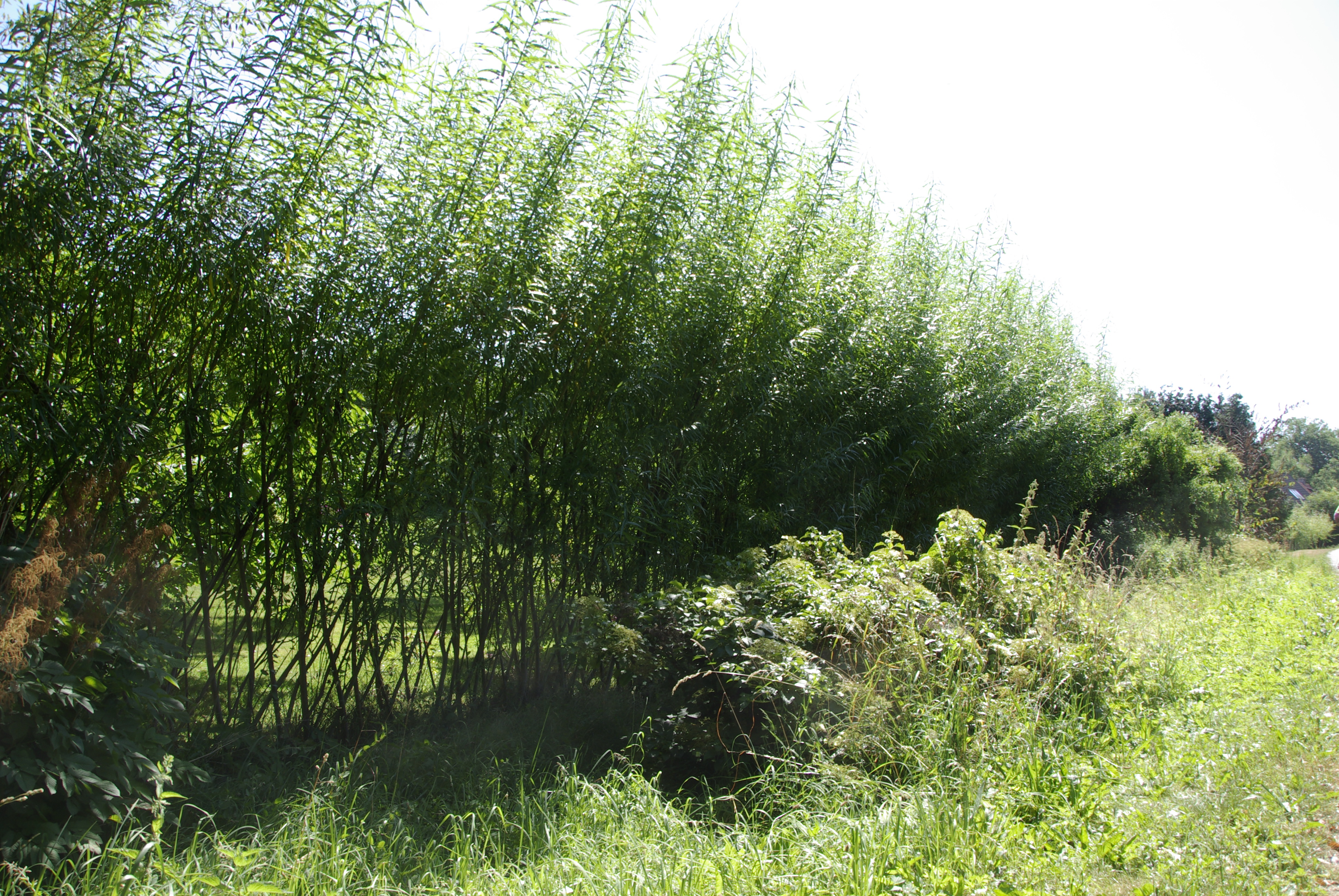 Weidenzäune  selber machen