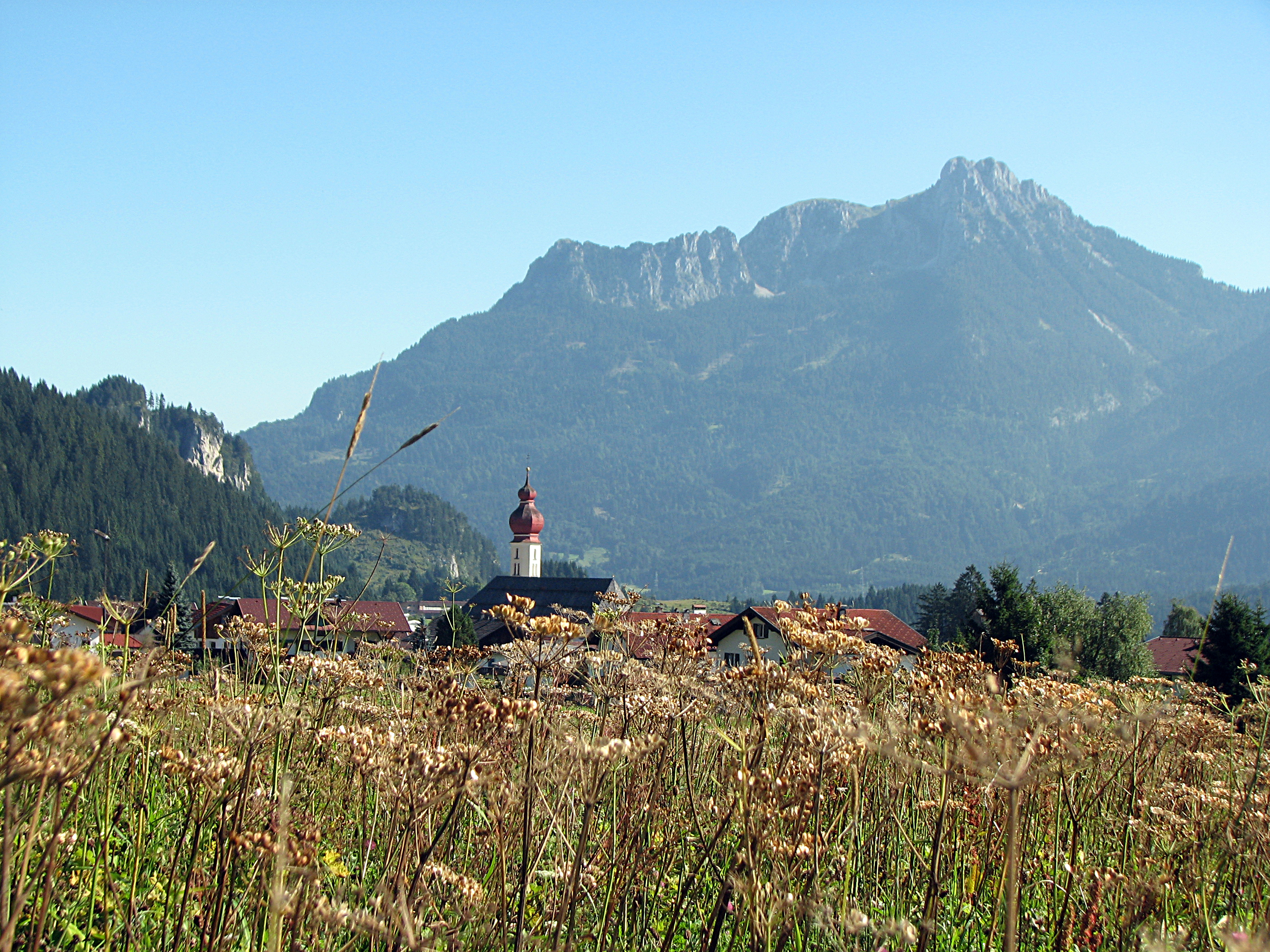 Wiesenbärenklau