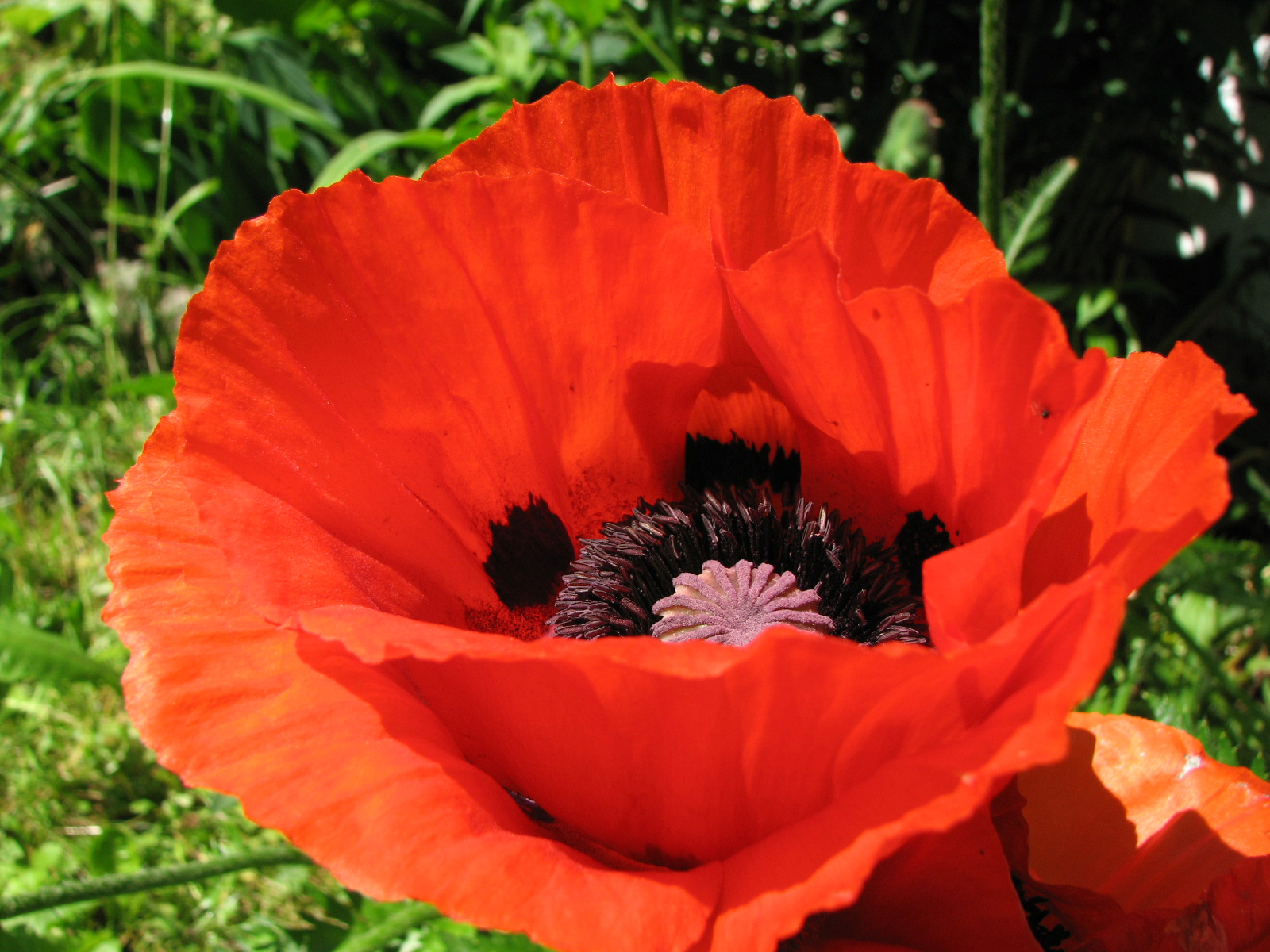 Türkischer Mohn