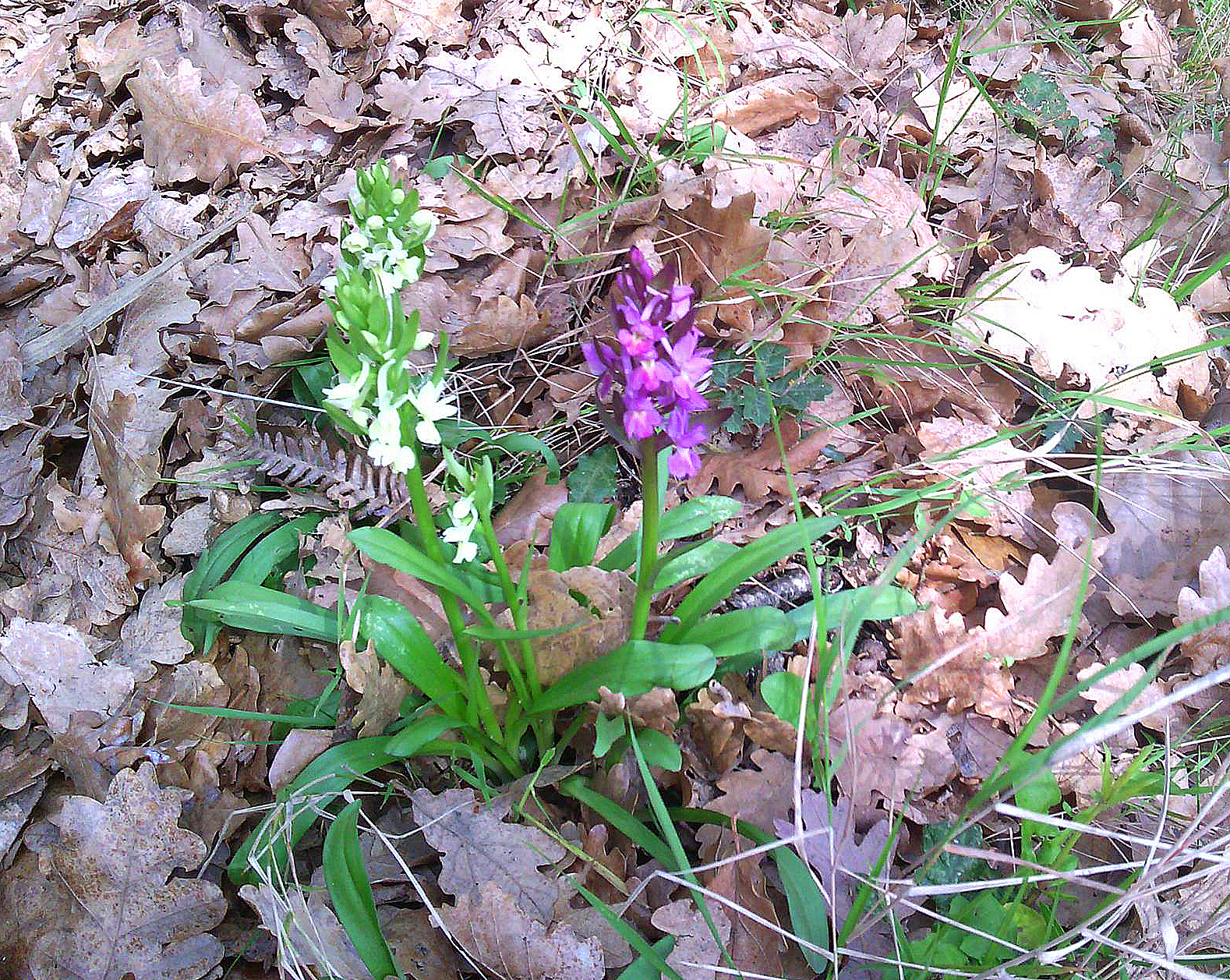 Römisches Knabenkraut