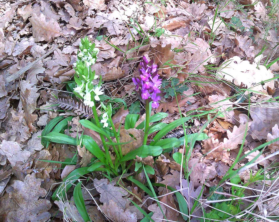 Römisches Knabenkraut