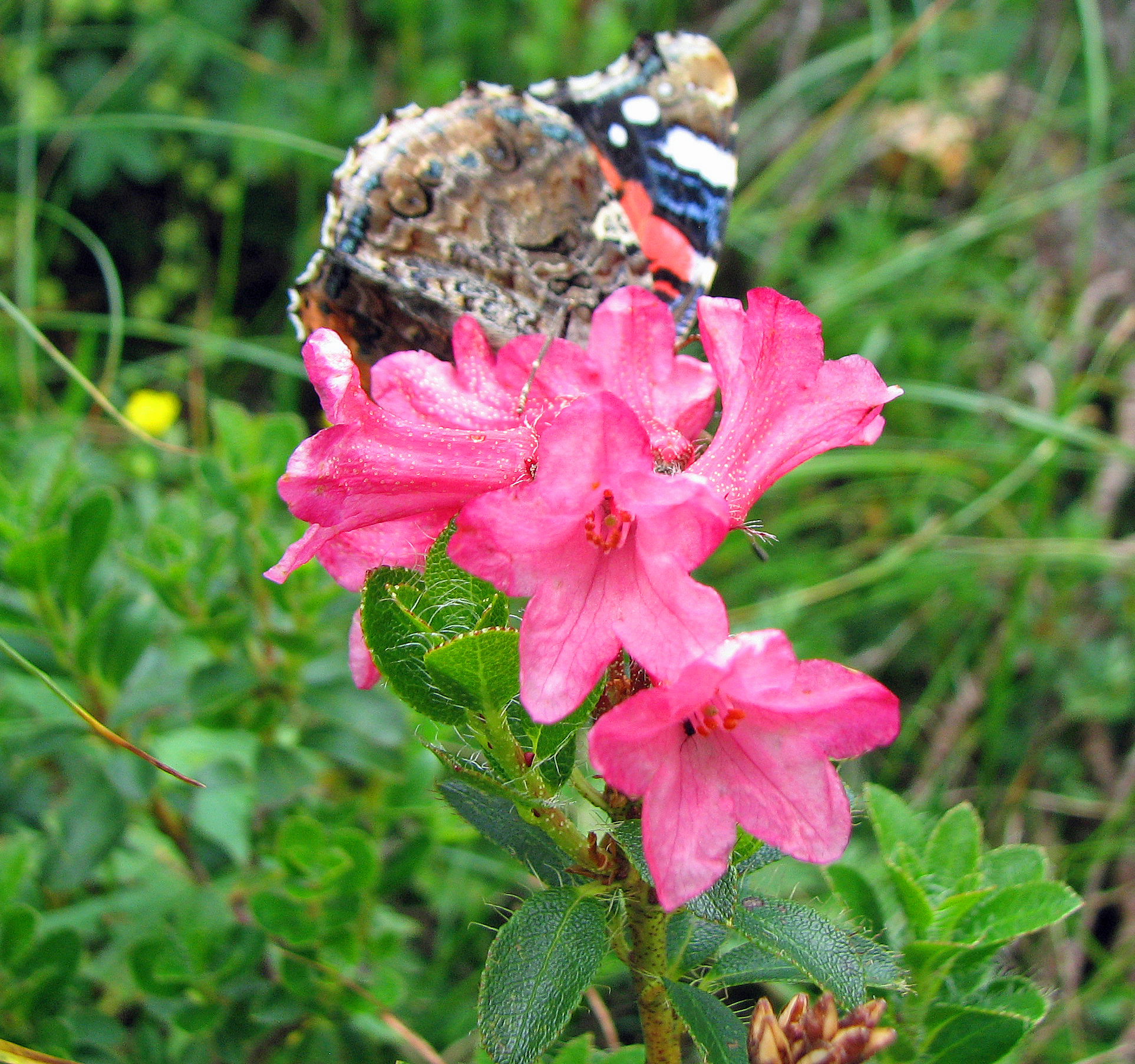 Bewimperte Alpenrose