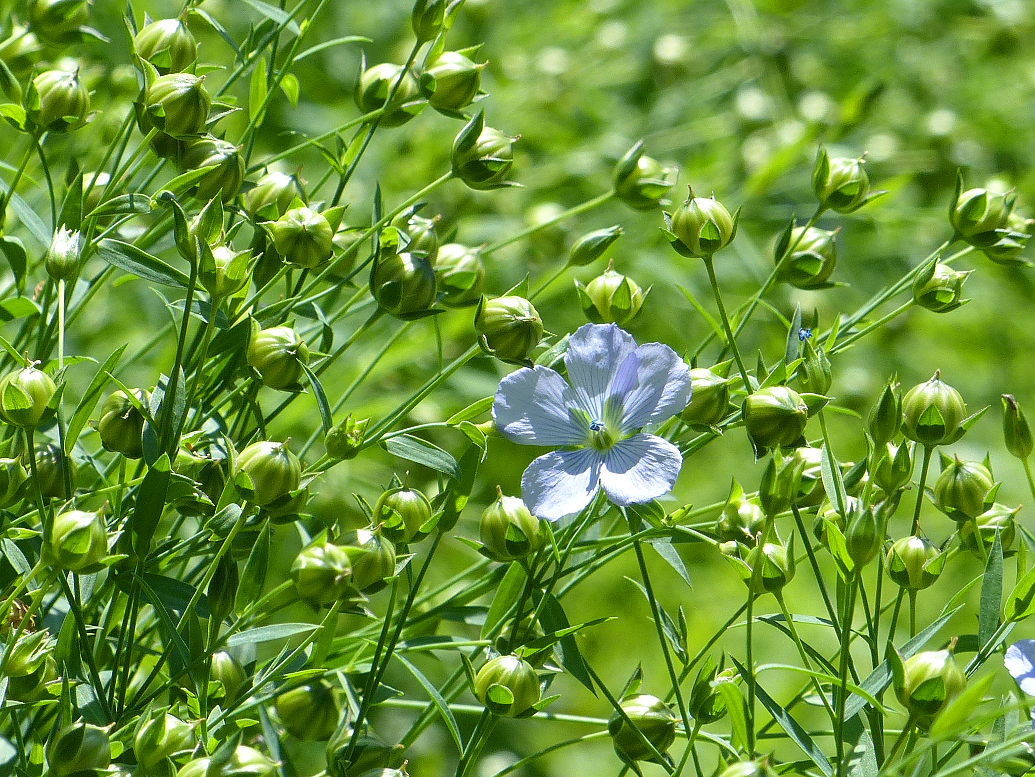 Echter Lein