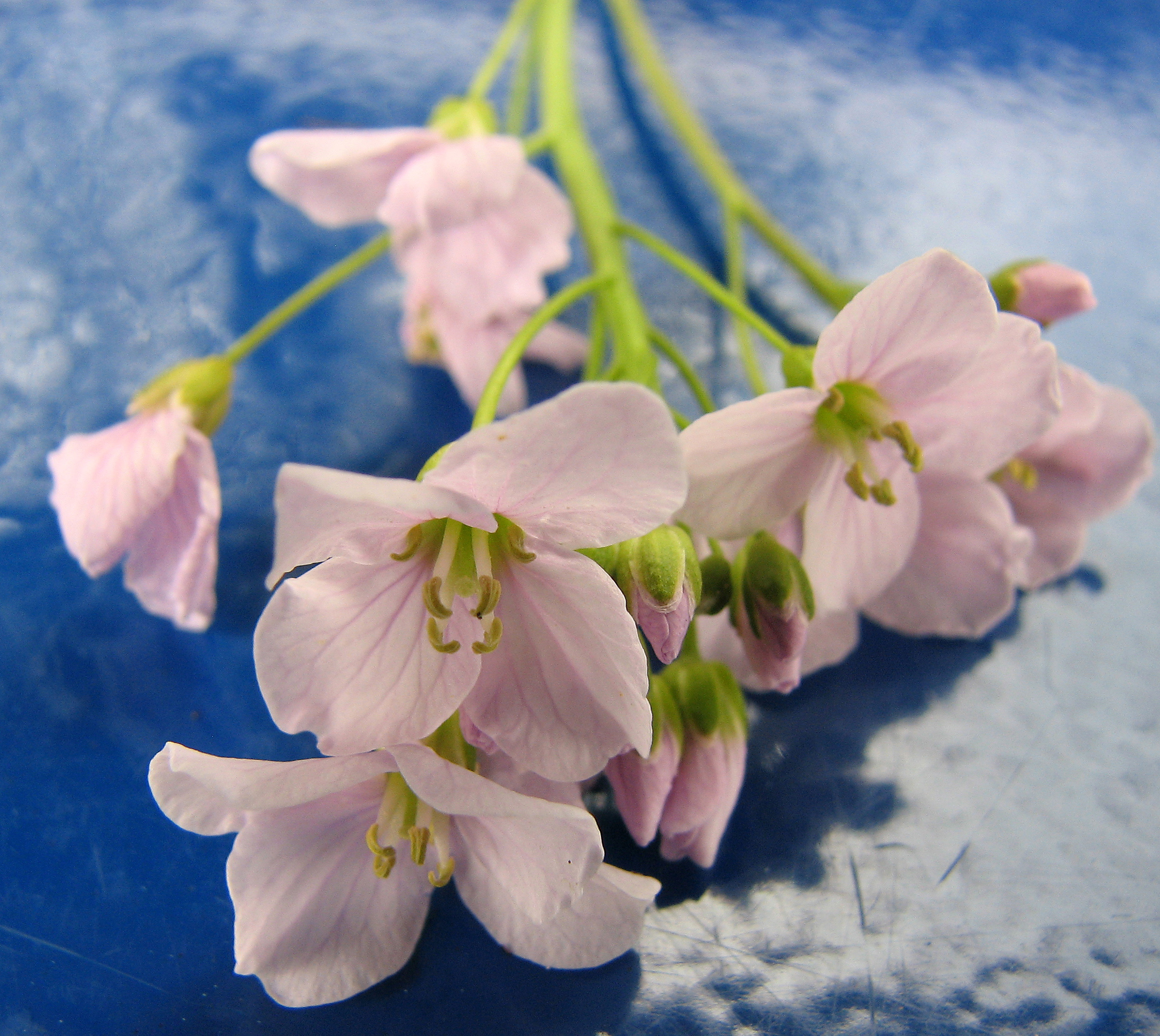 Wiesenschaumkraut