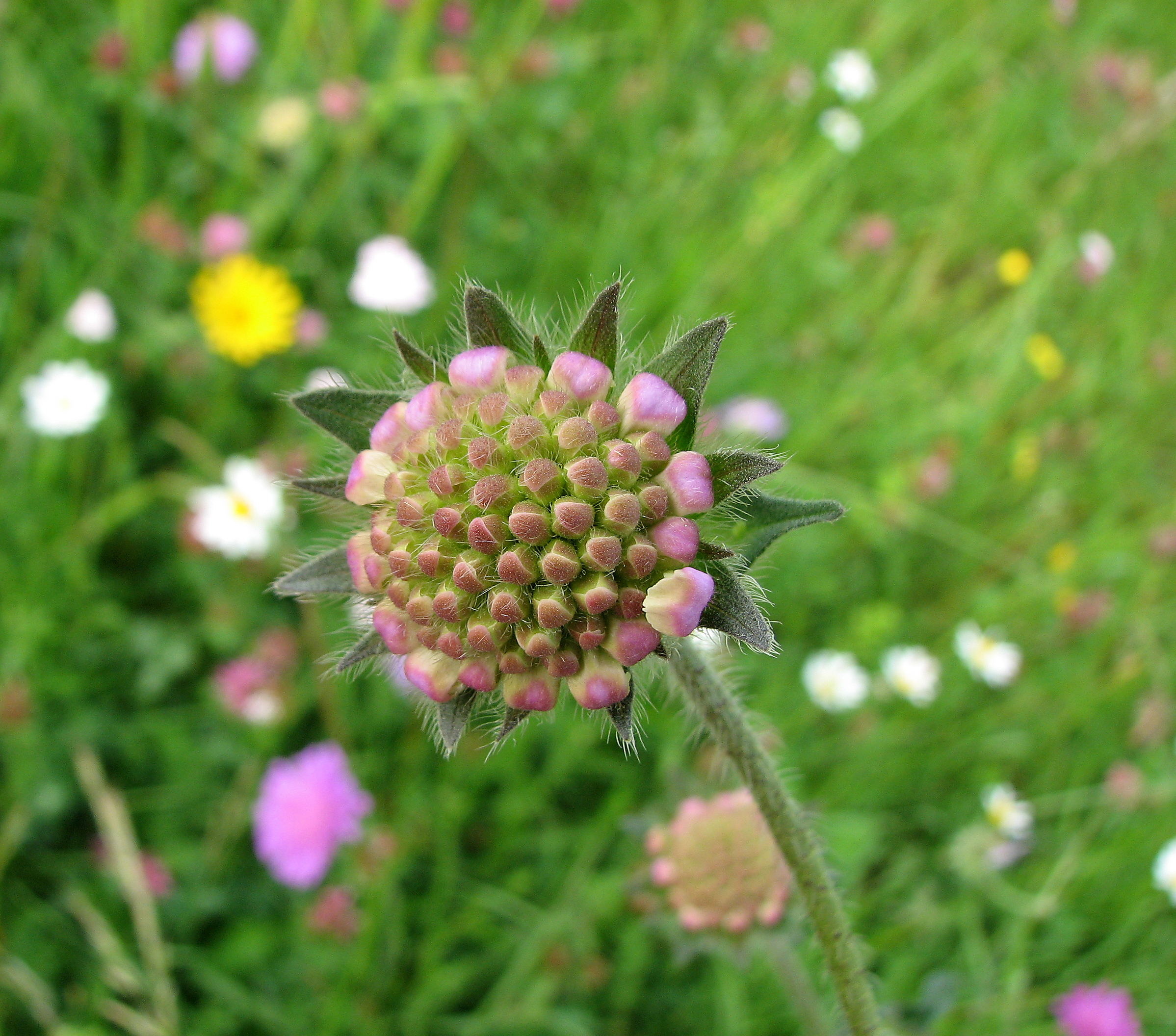 Wiesenwitwenblume